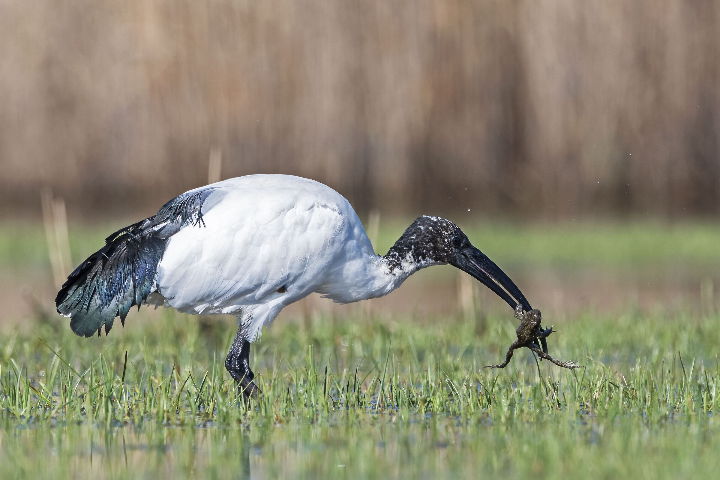 Sacred Ibis