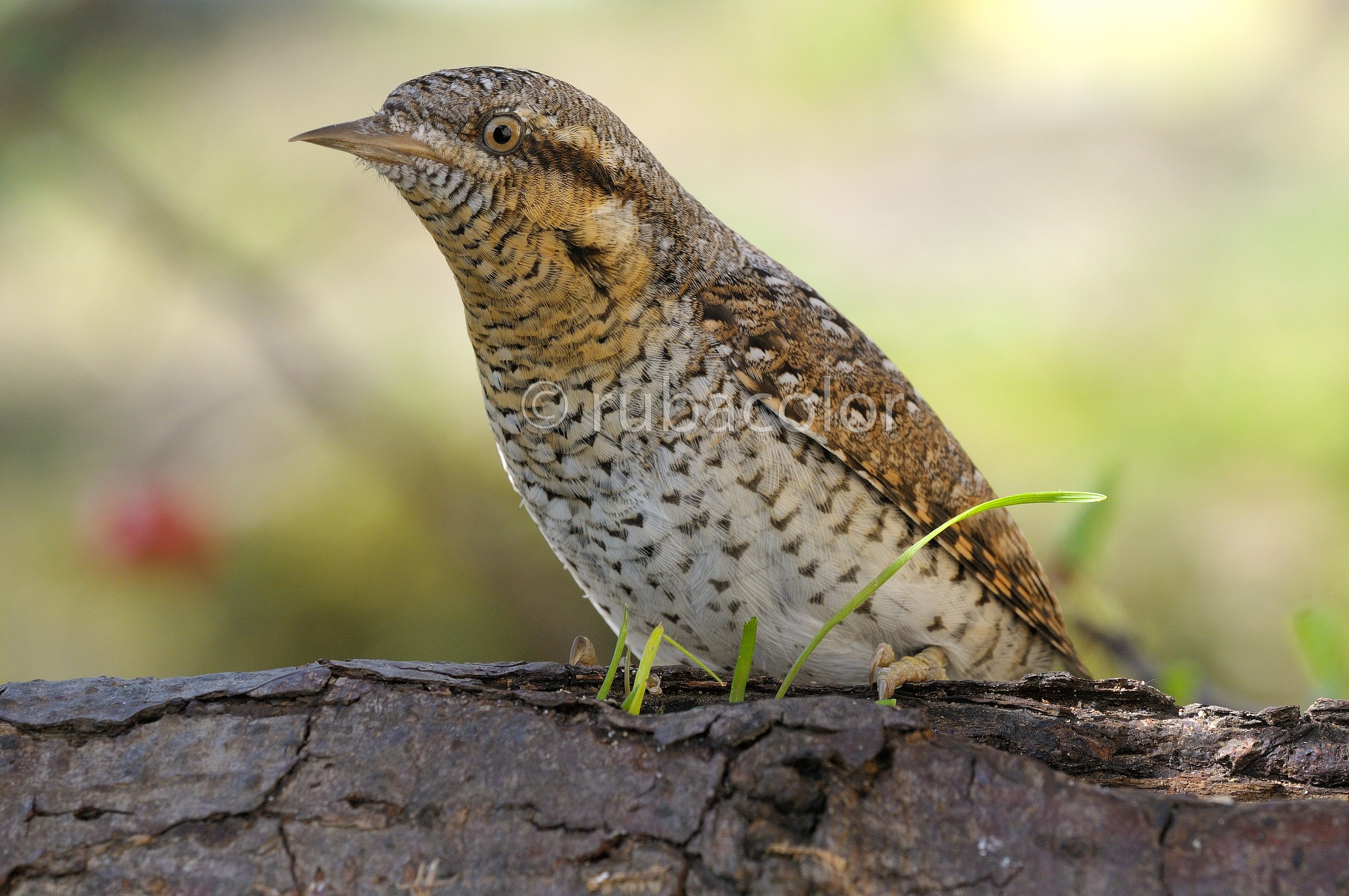 Torgicollo with macro