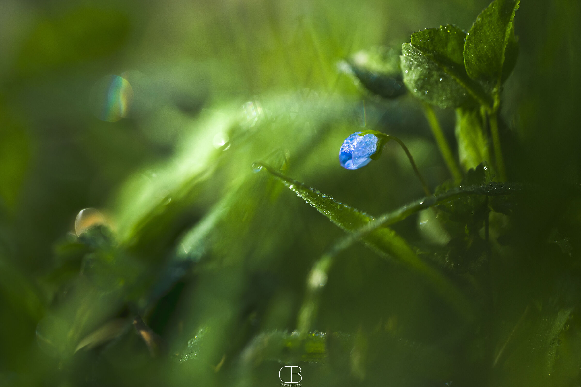 Nature's diamonds