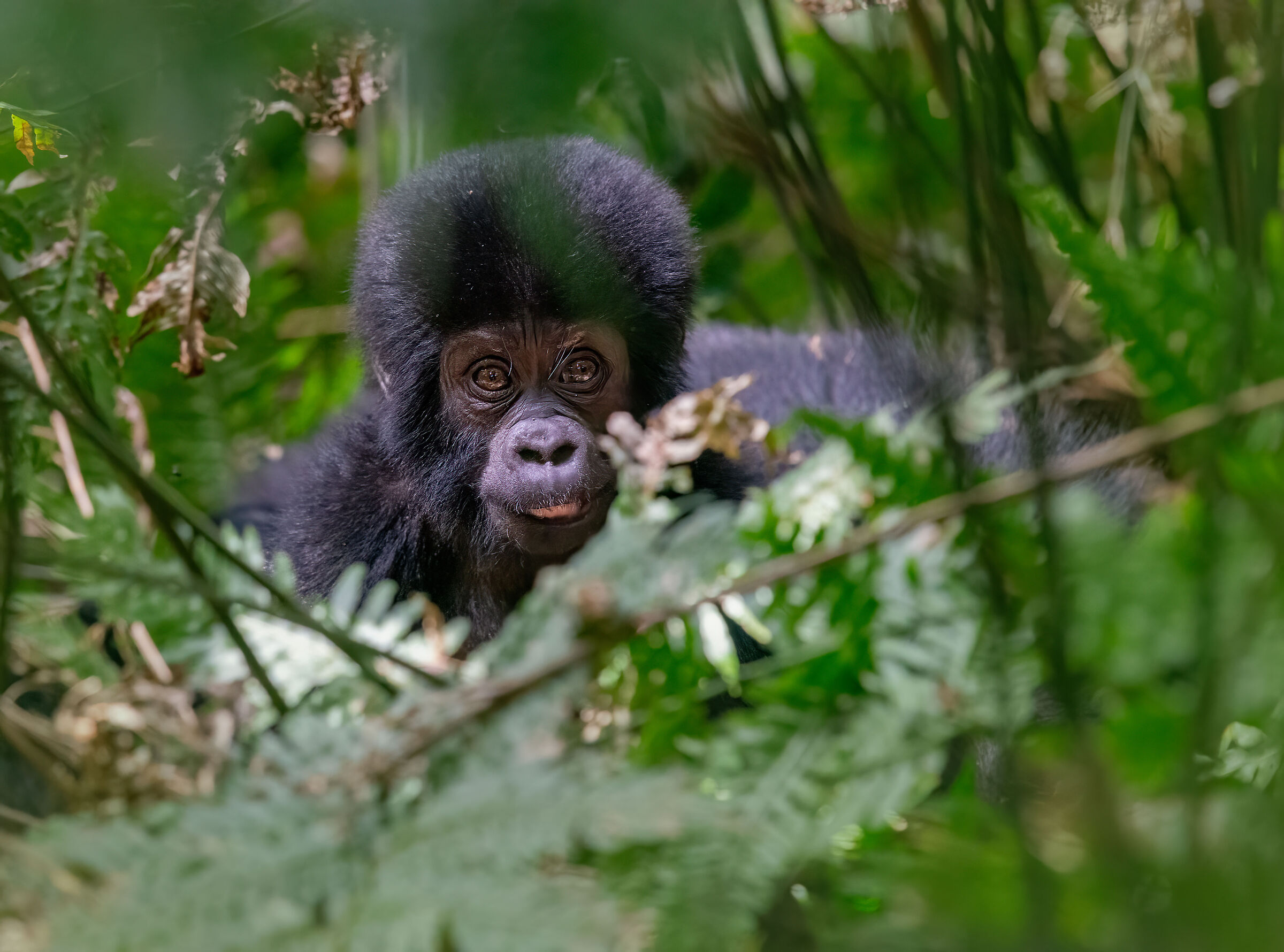 Baby Mountain Gorilla