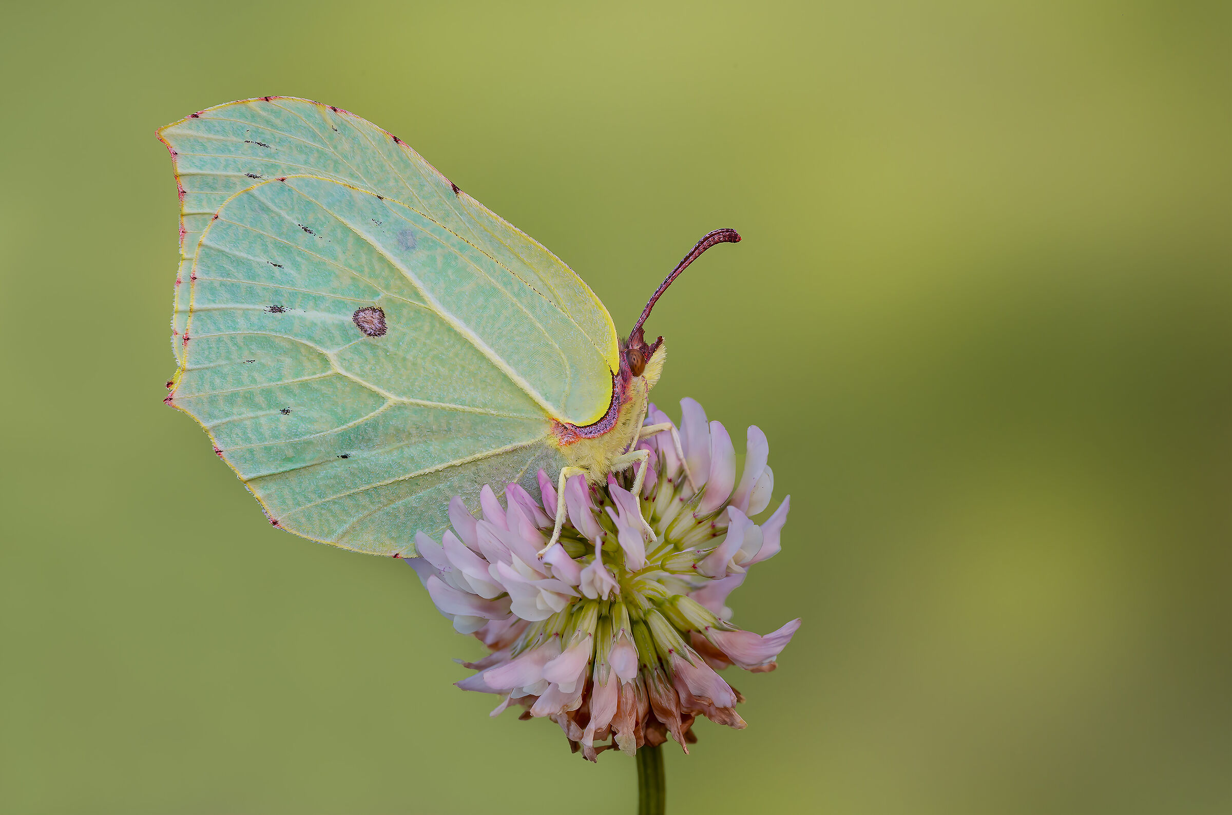Gonepteryx rhamni