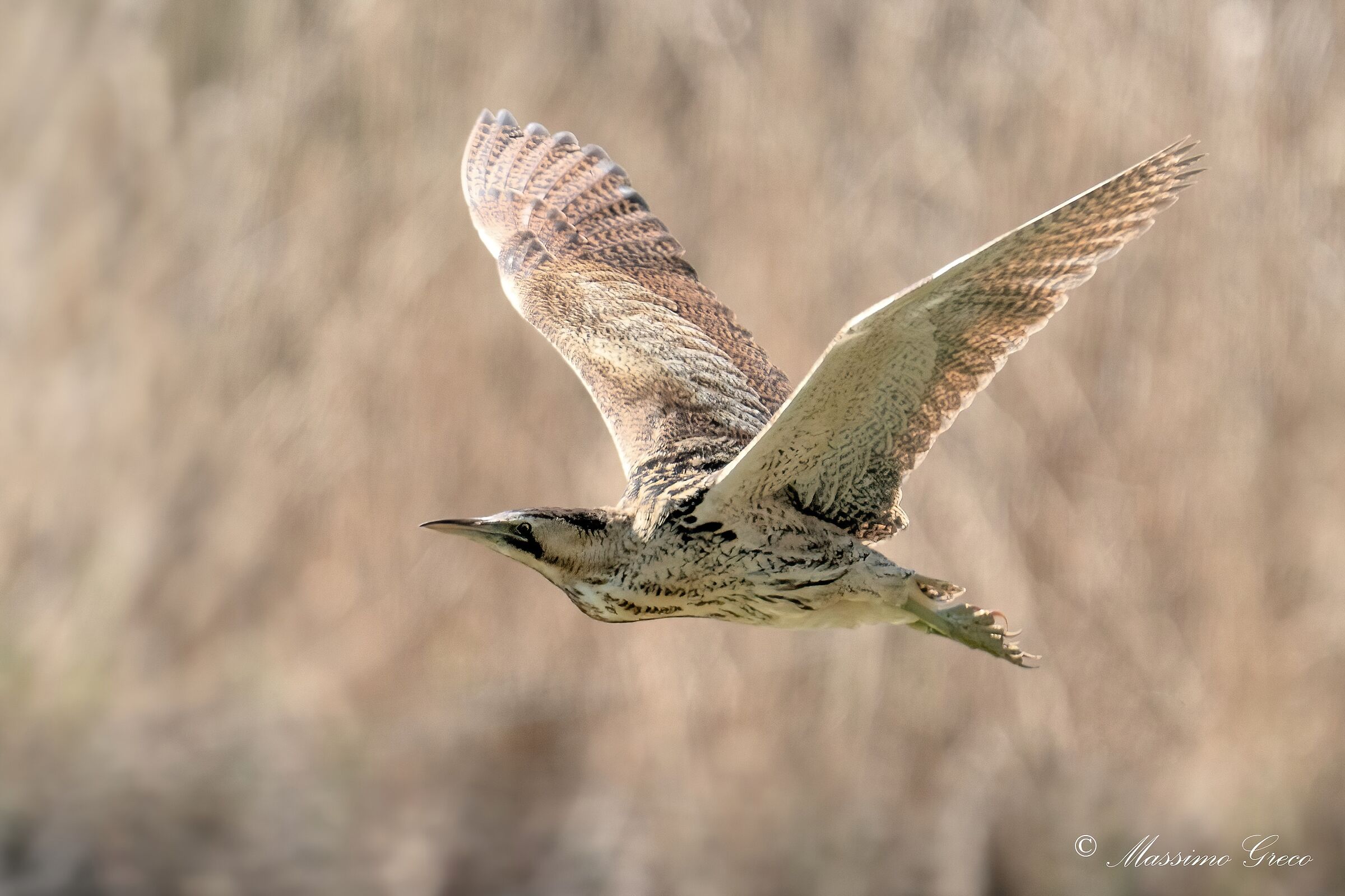 Bittern (Botaurus stellaris)
