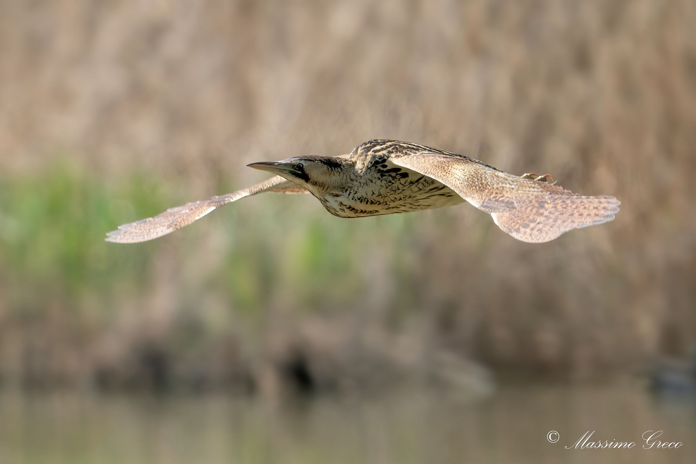 Bittern (Botaurus stellaris)
