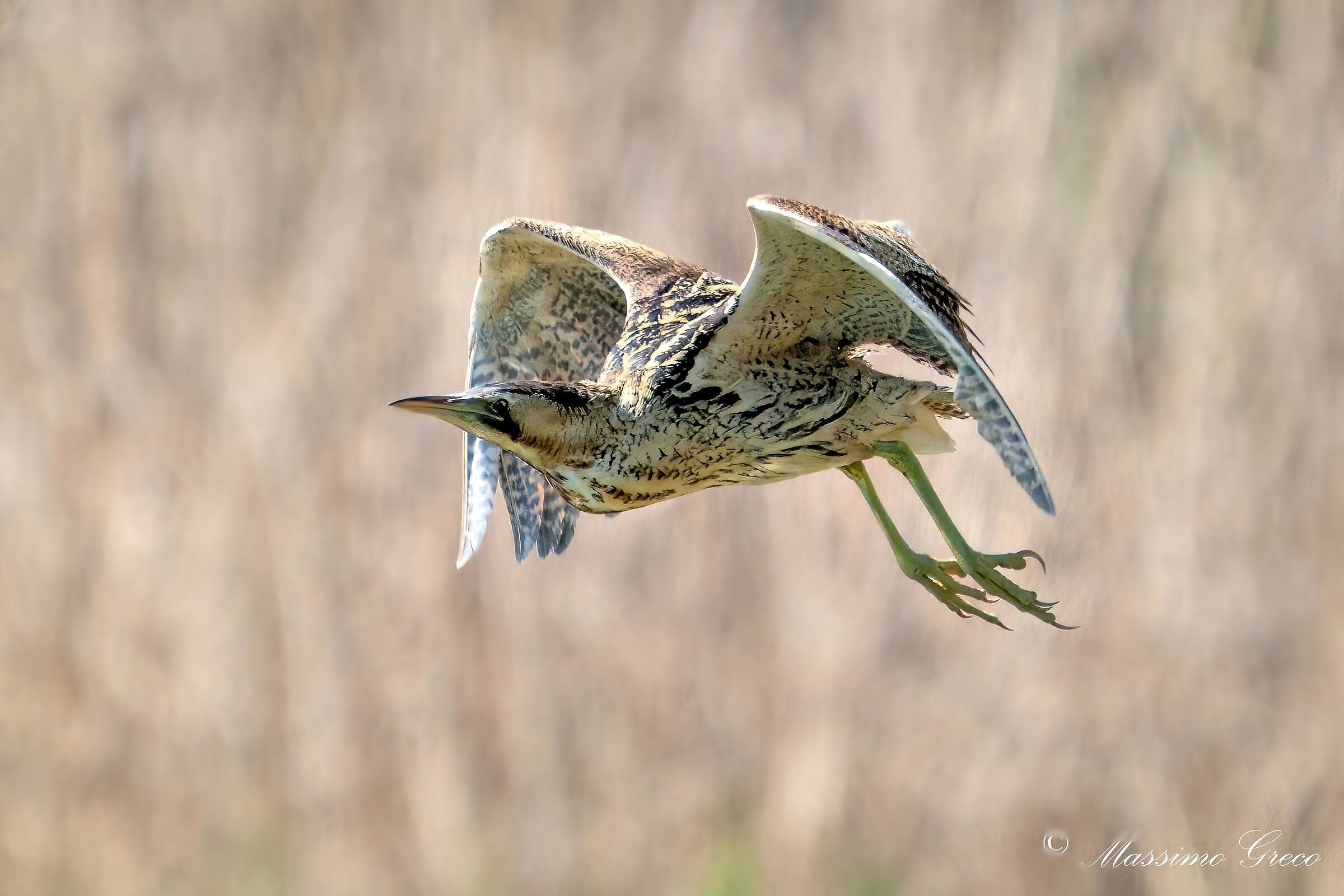 Bittern (Botaurus stellaris)