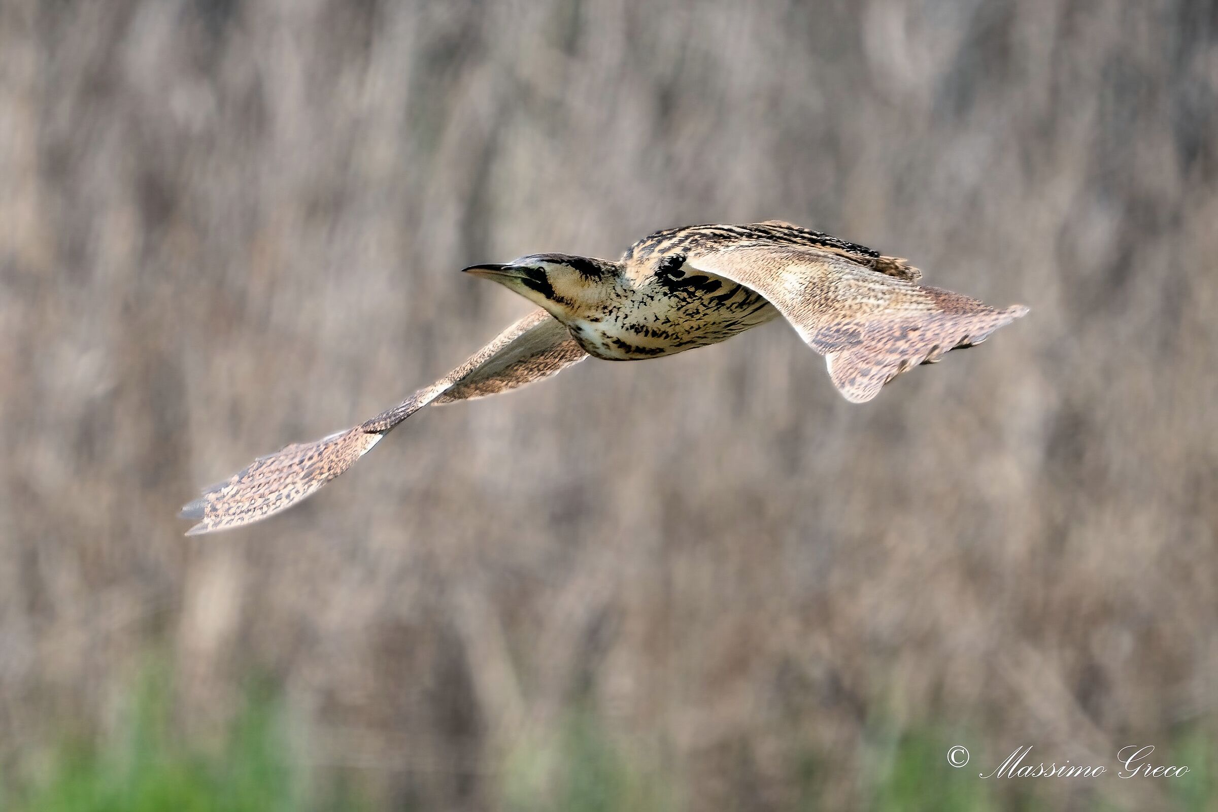 Bittern (Botaurus stellaris)