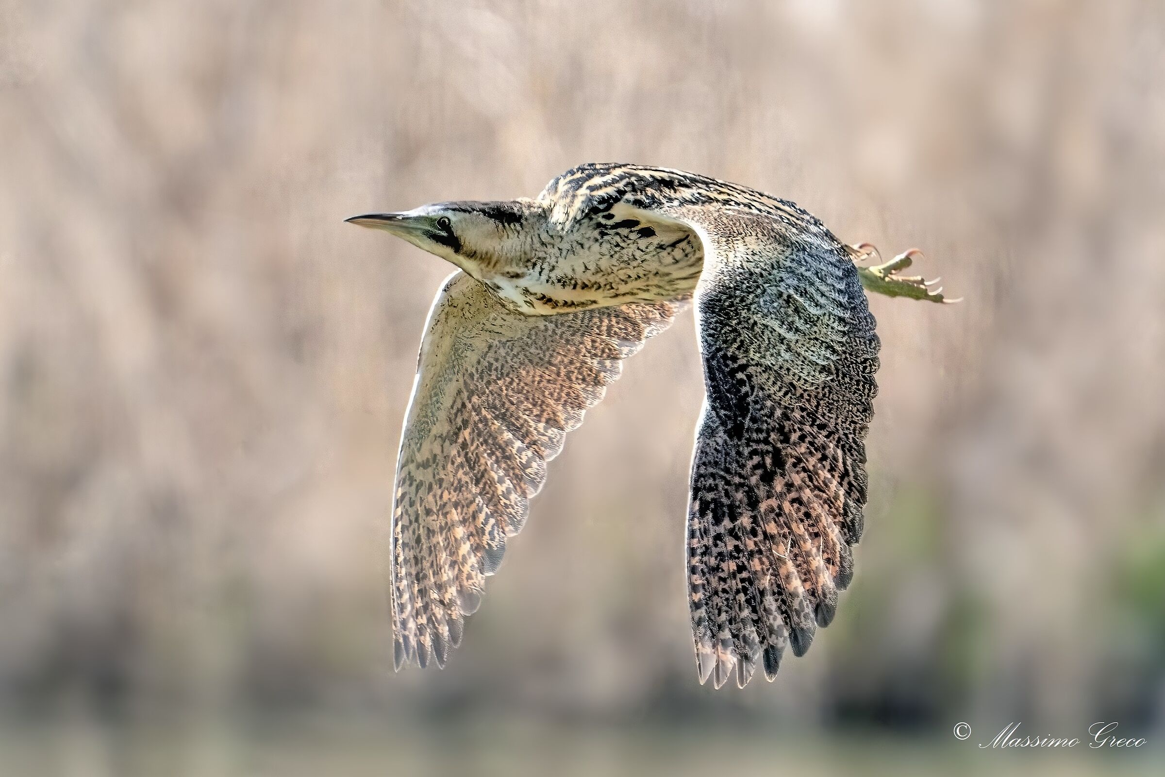 Bittern (Botaurus stellaris)
