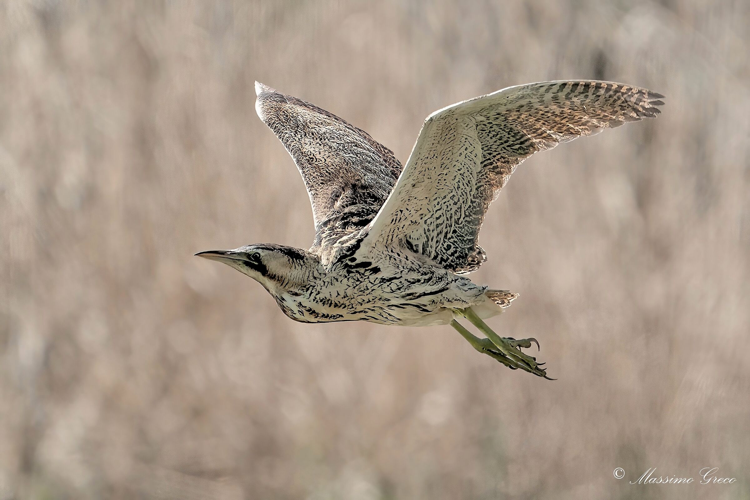 Bittern (Botaurus stellaris)