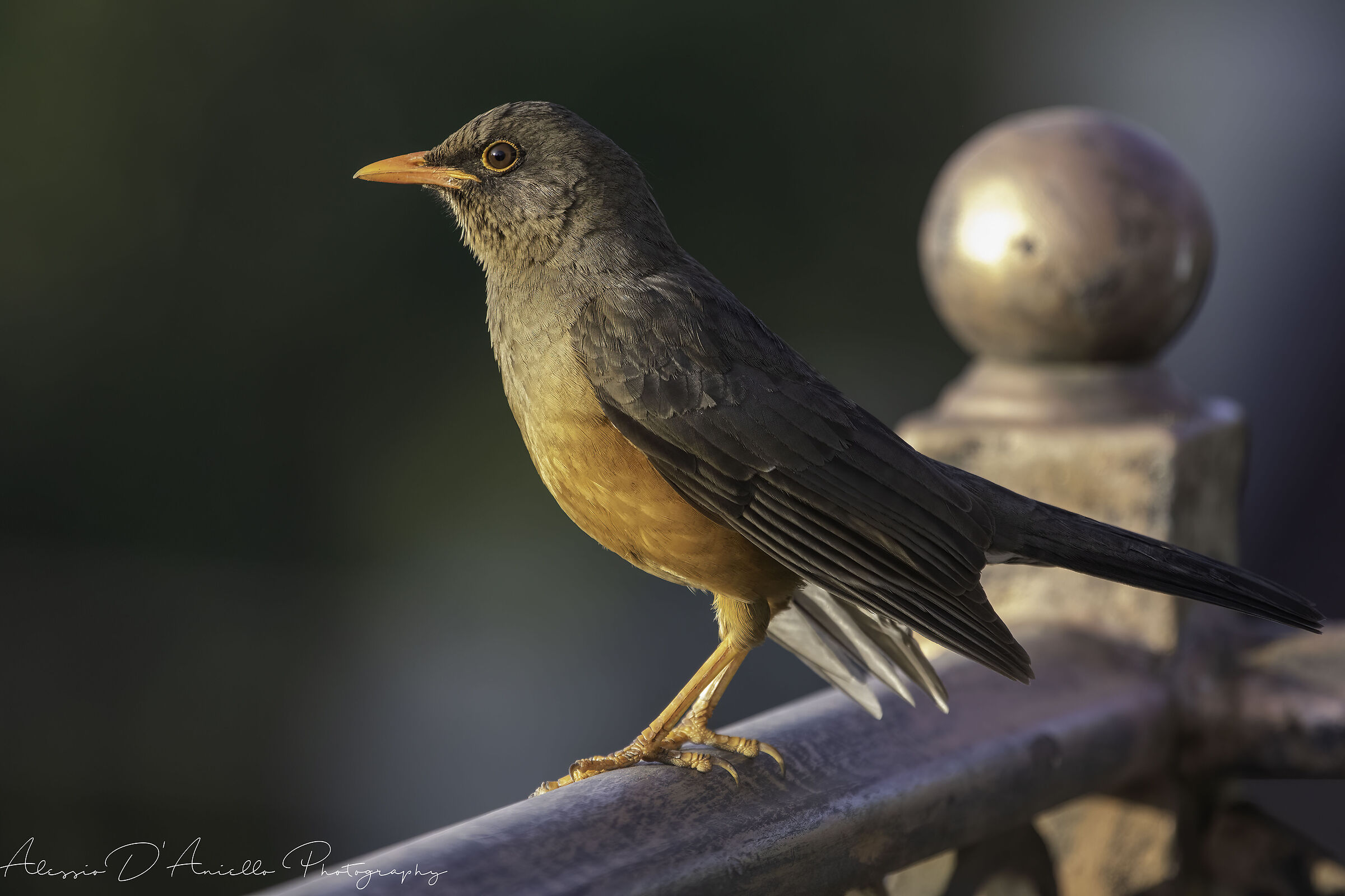 Olive Thrush/Olive Thrush/Turdus olivaceus