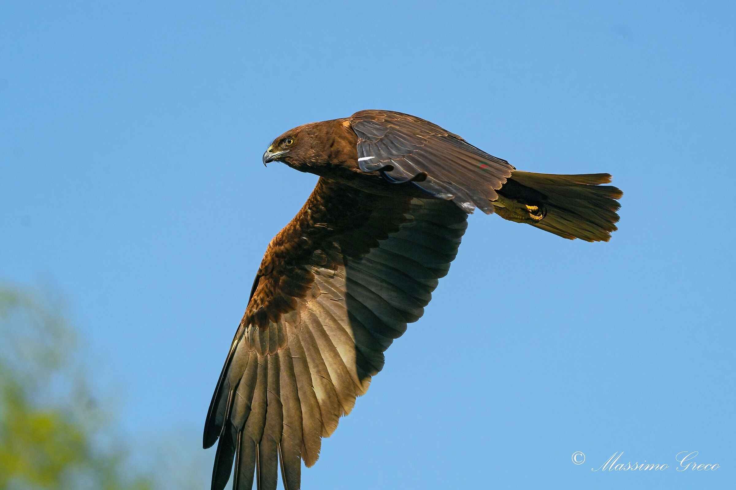Nibbio bruno (Milvus migrans)