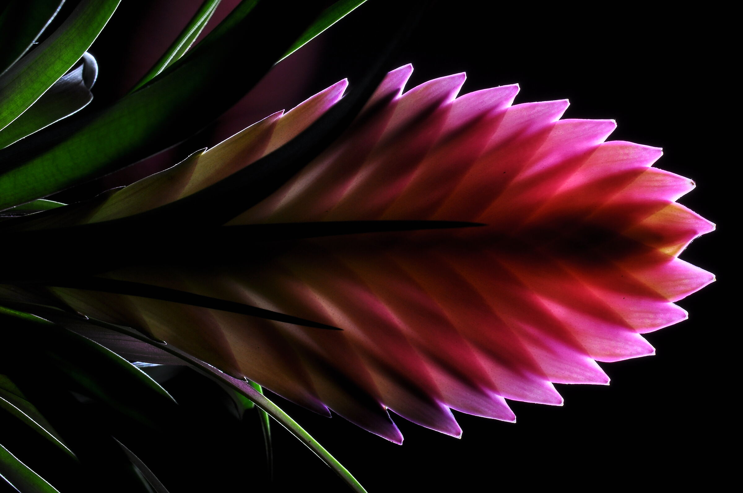Bromelia