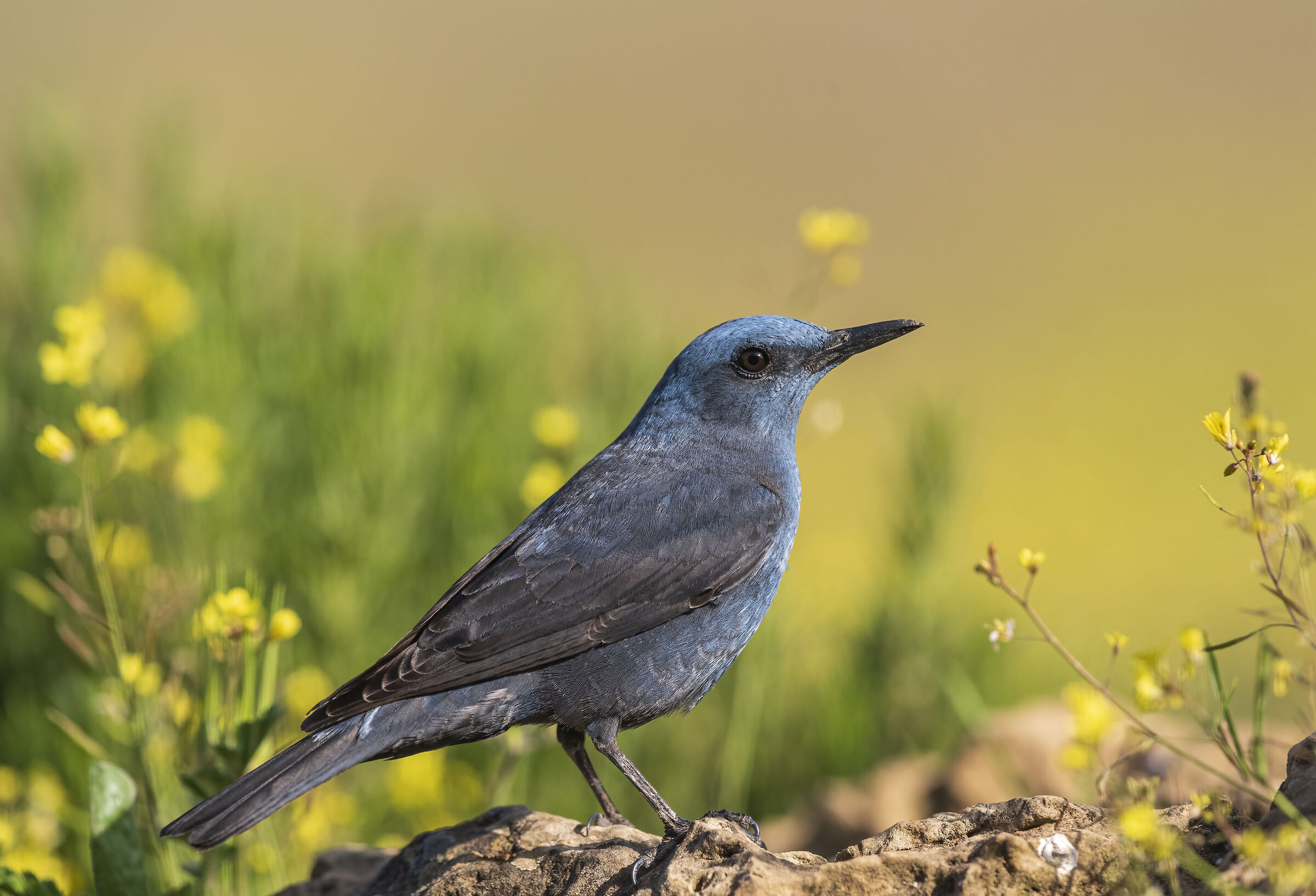 blue rock thrush