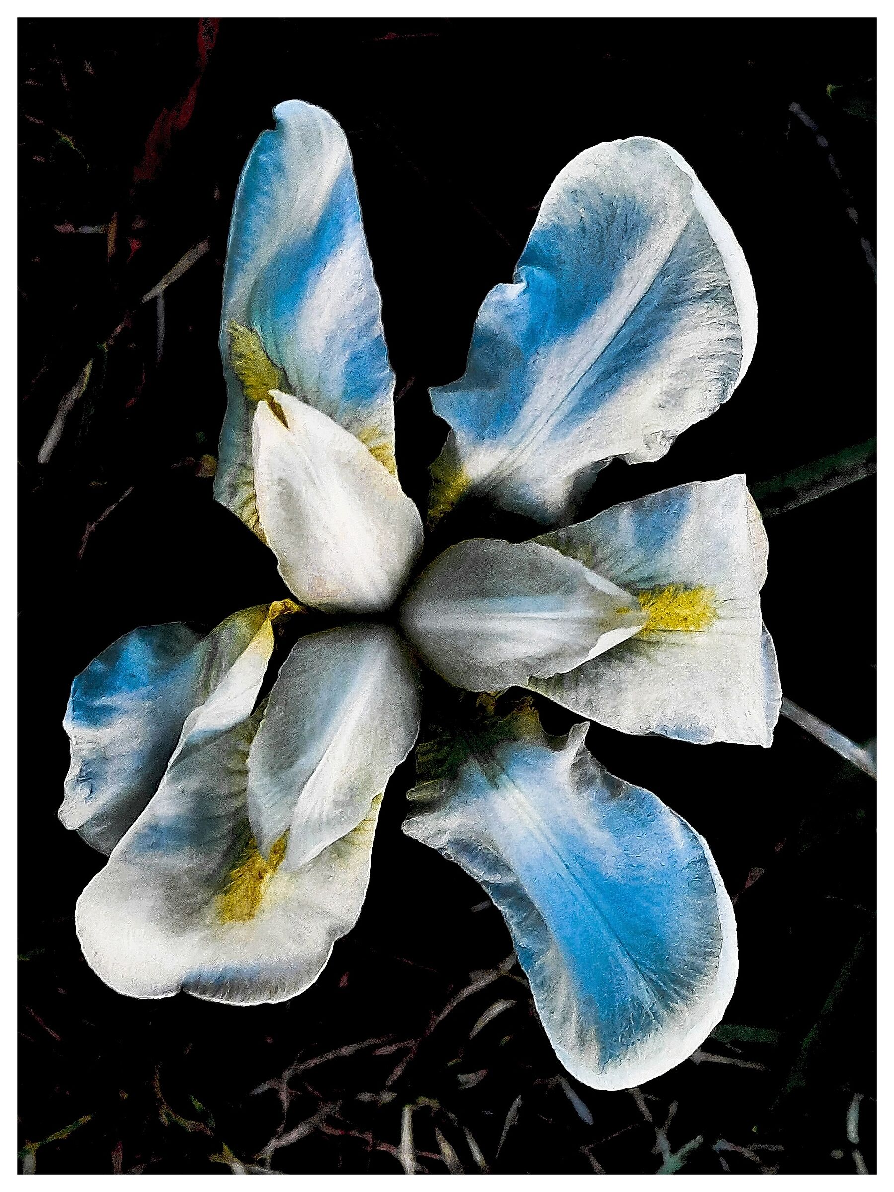 Iris