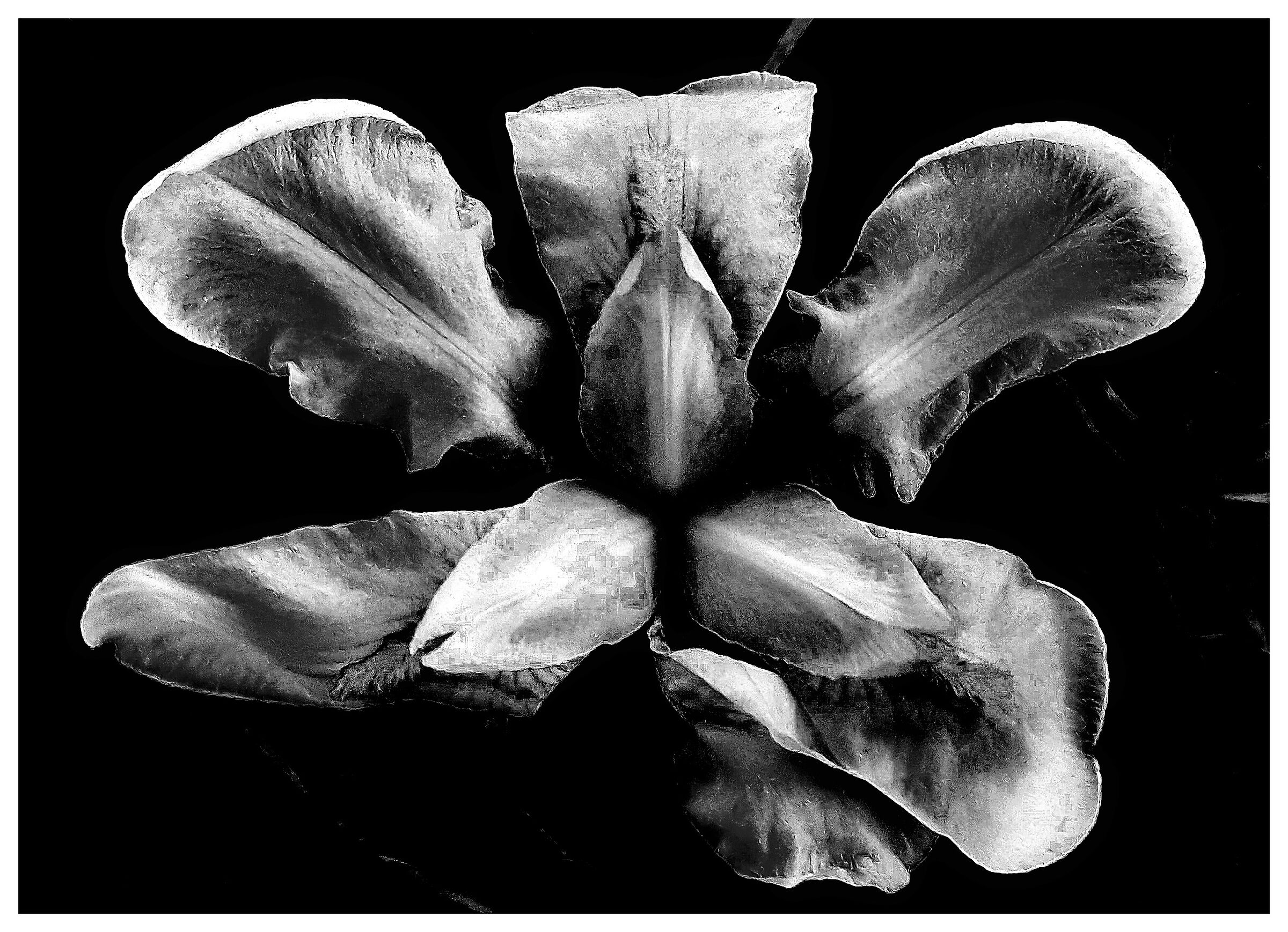 Iris  B/N