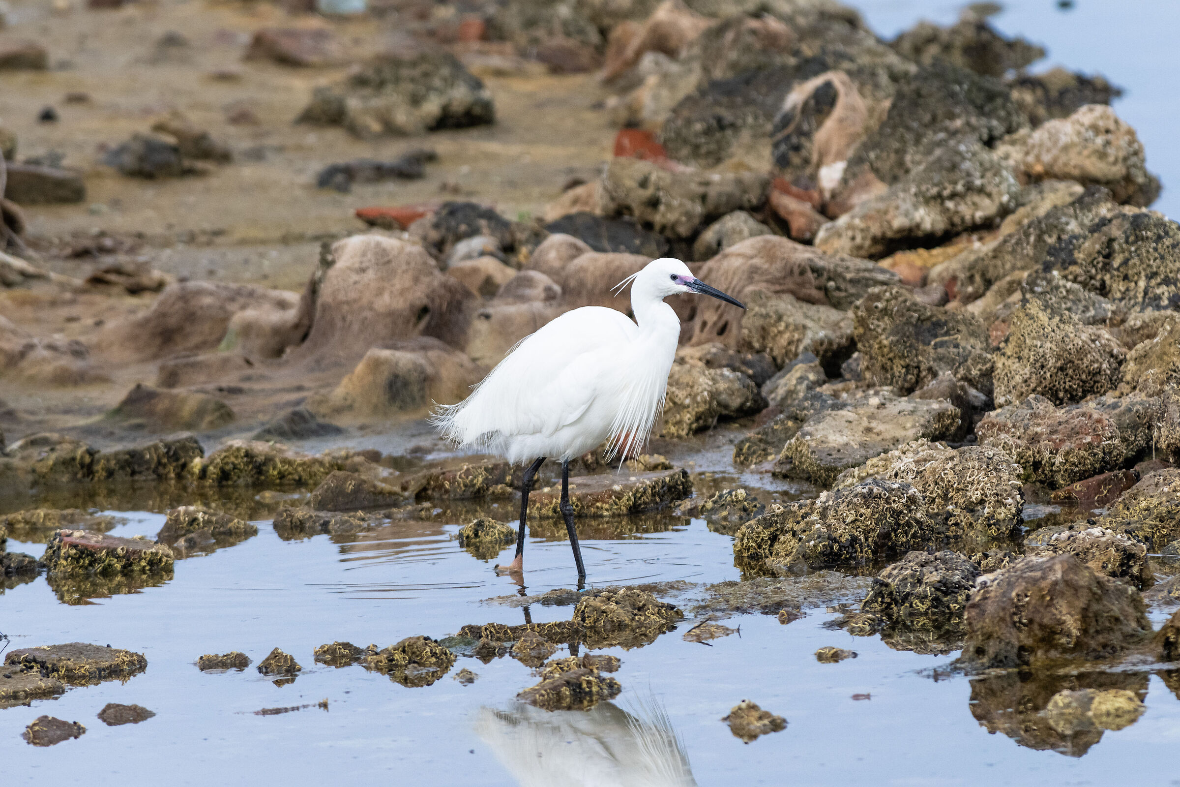 Laguna Orbetello April 2022