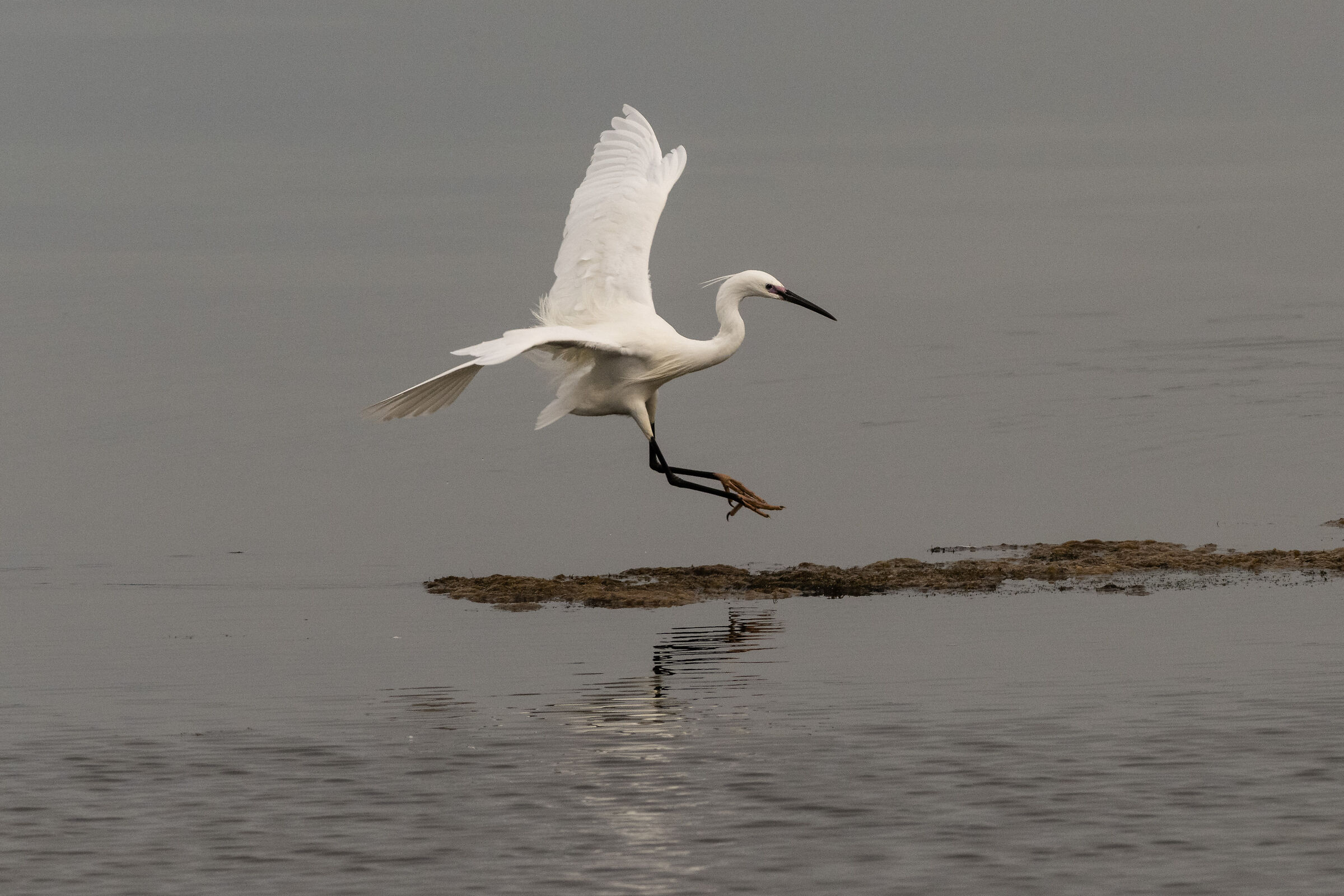 Laguna Orbetello April 2022 a