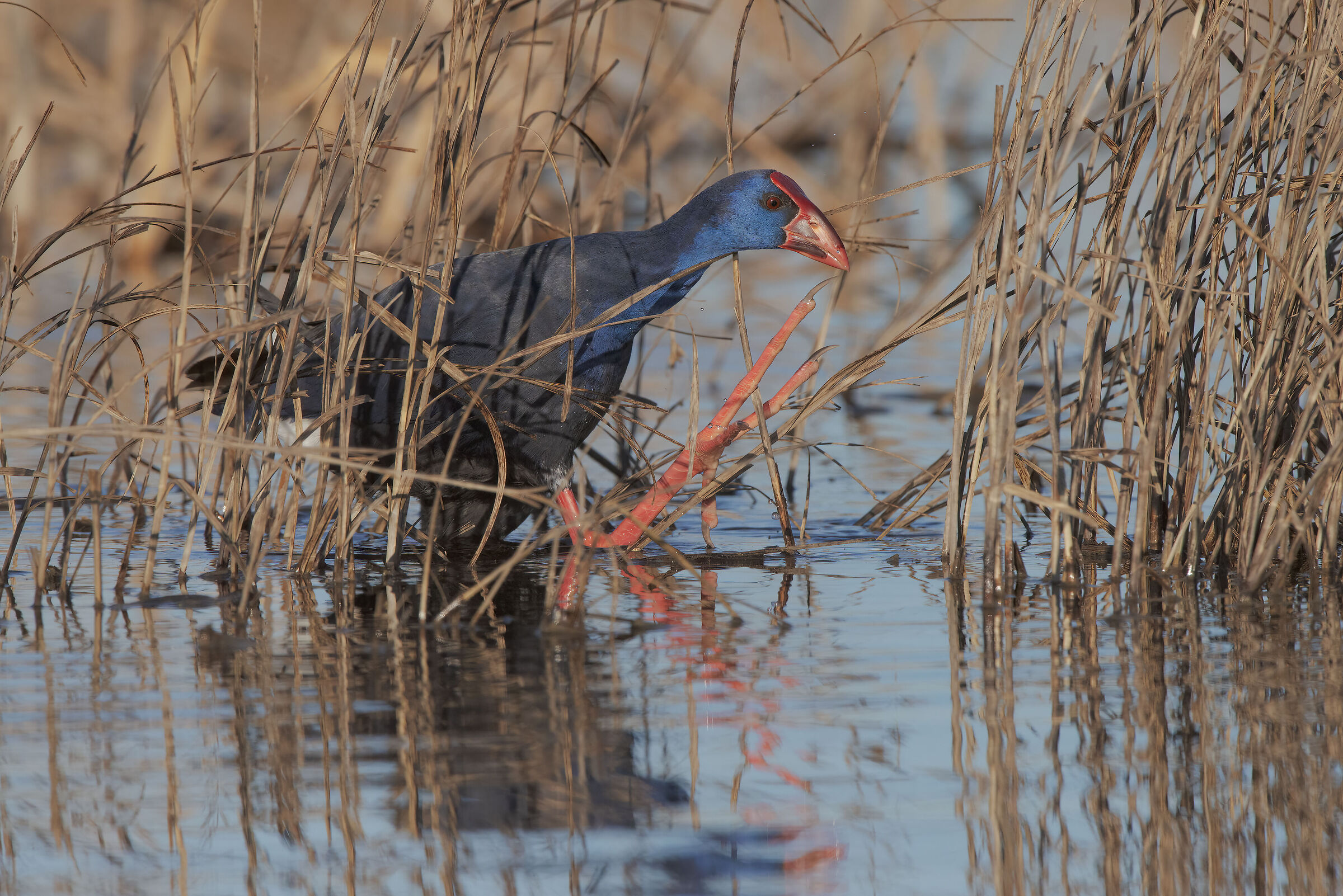 a spasso nel canneto
