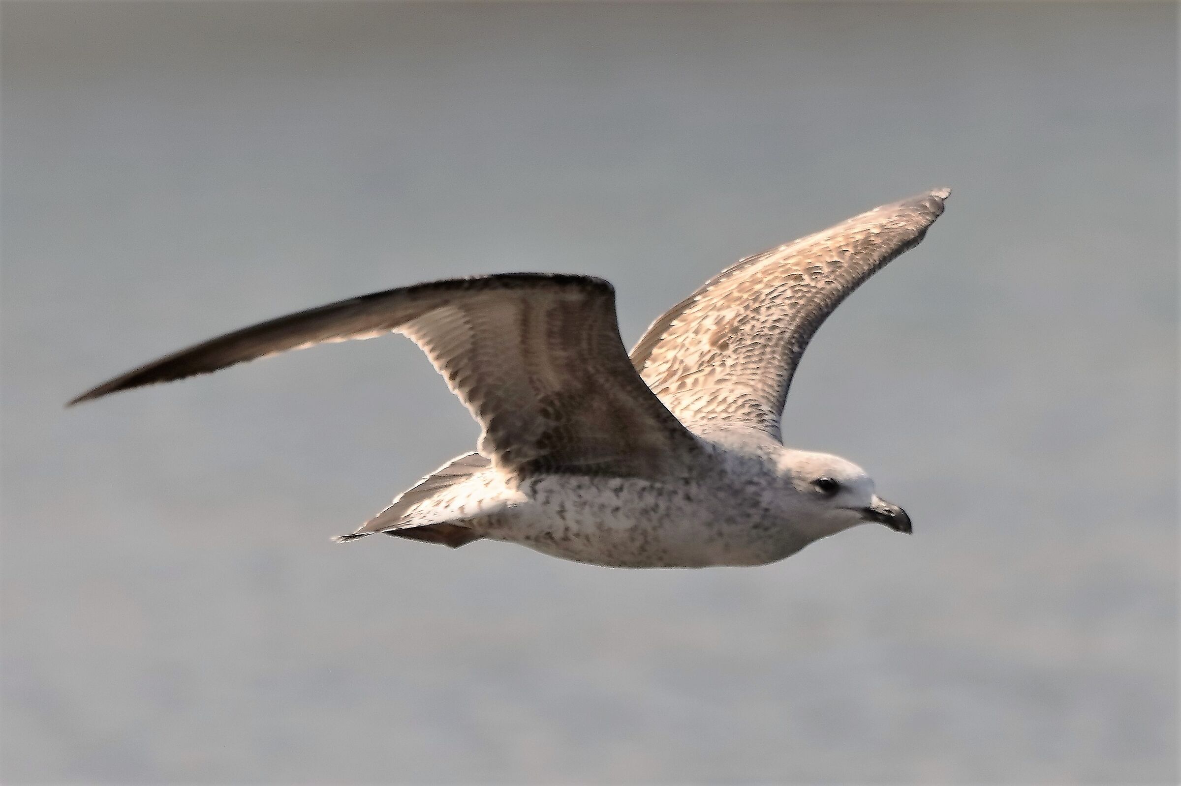 terrestrial gull 28-03-2022