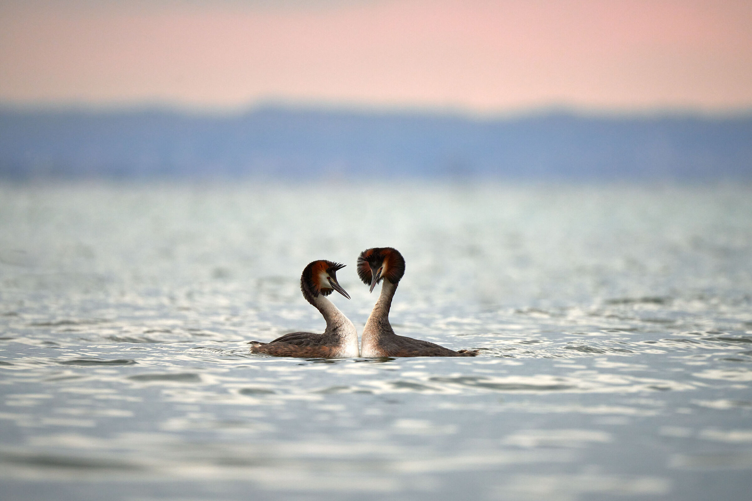 Grebes in love