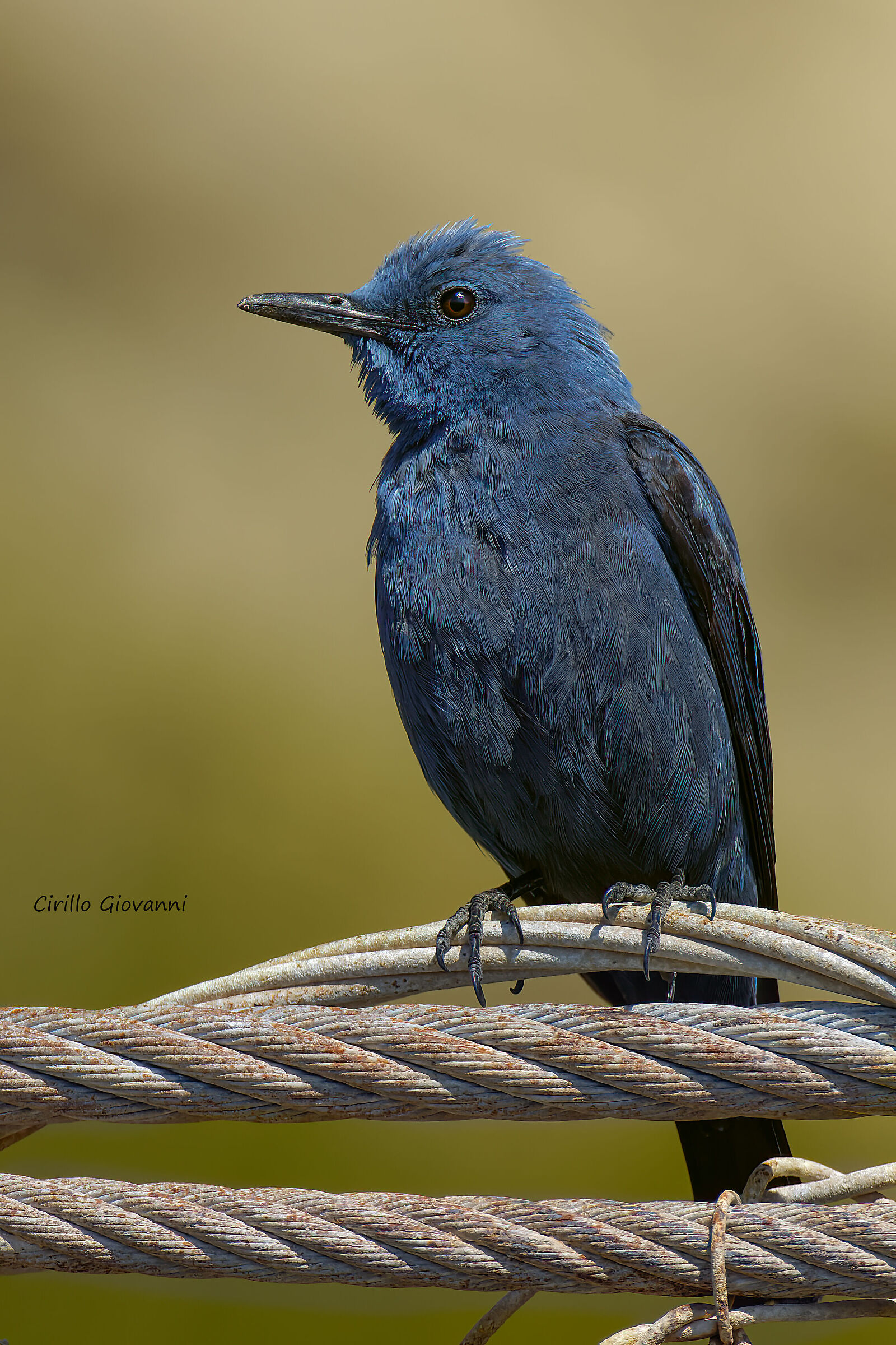 Blue rock thrush