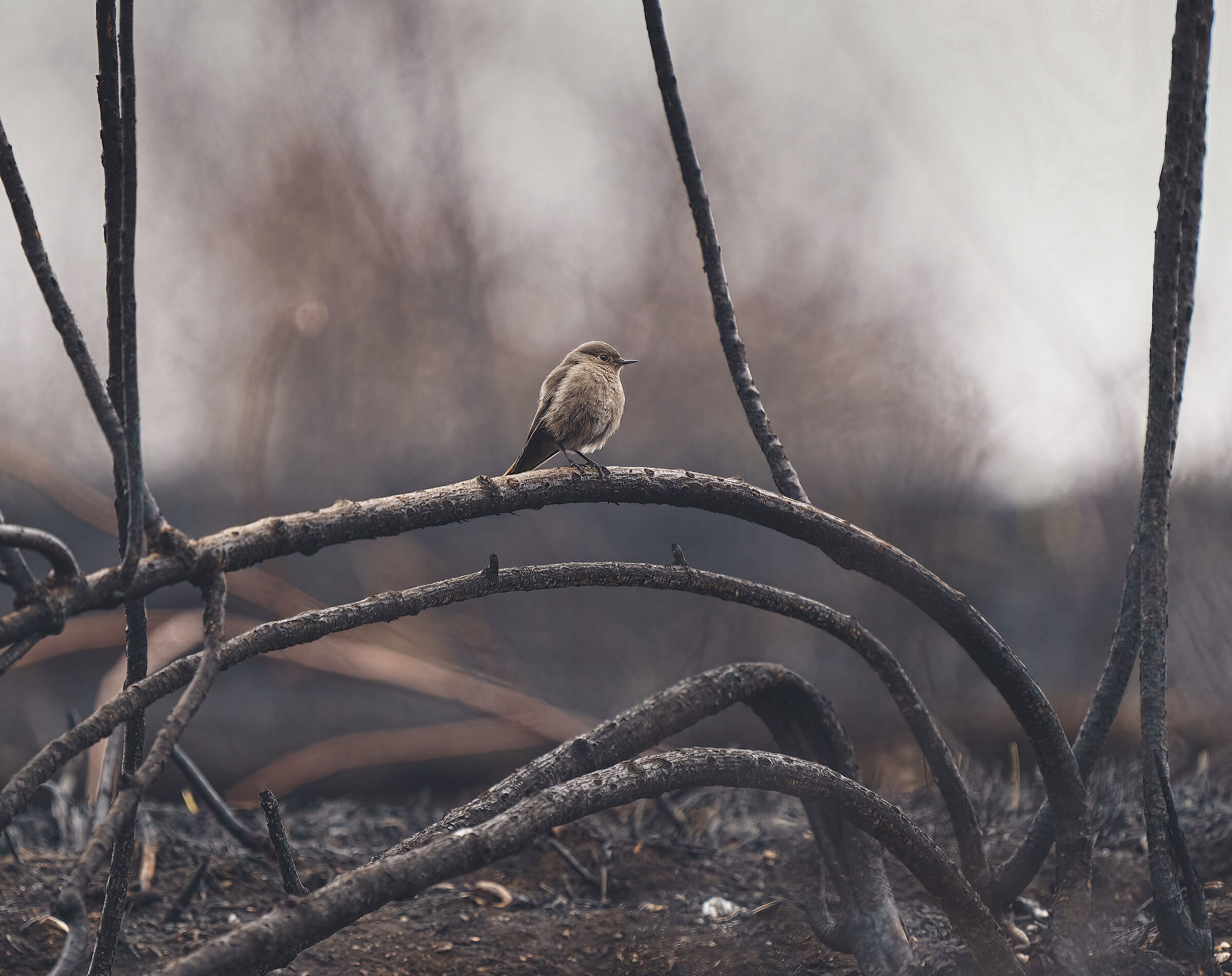 Spazzacamino dopo l'Incendio