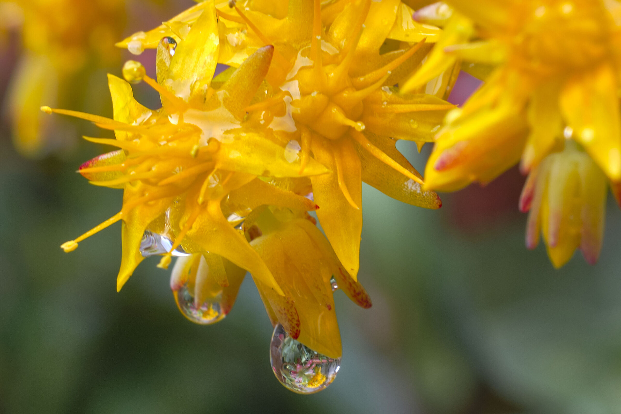 The yellow flowers of Mary after the rain
