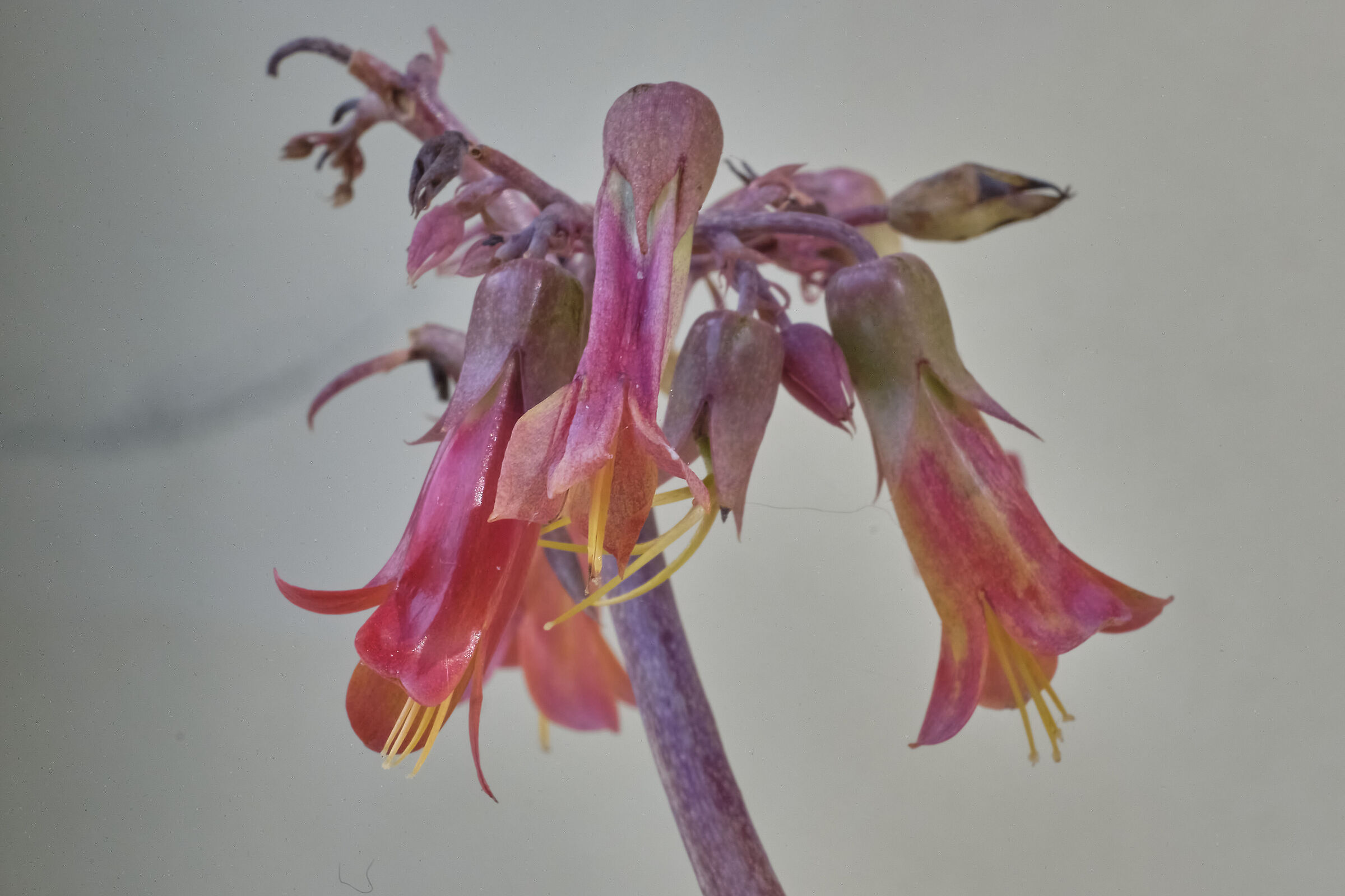 Colored bells - II