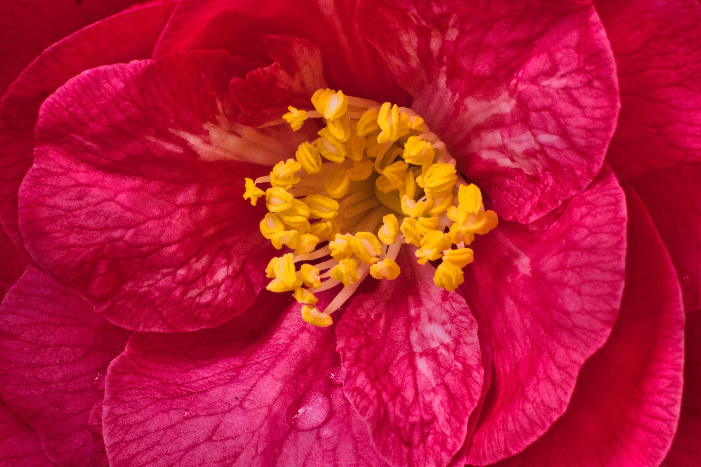 Begonia flower