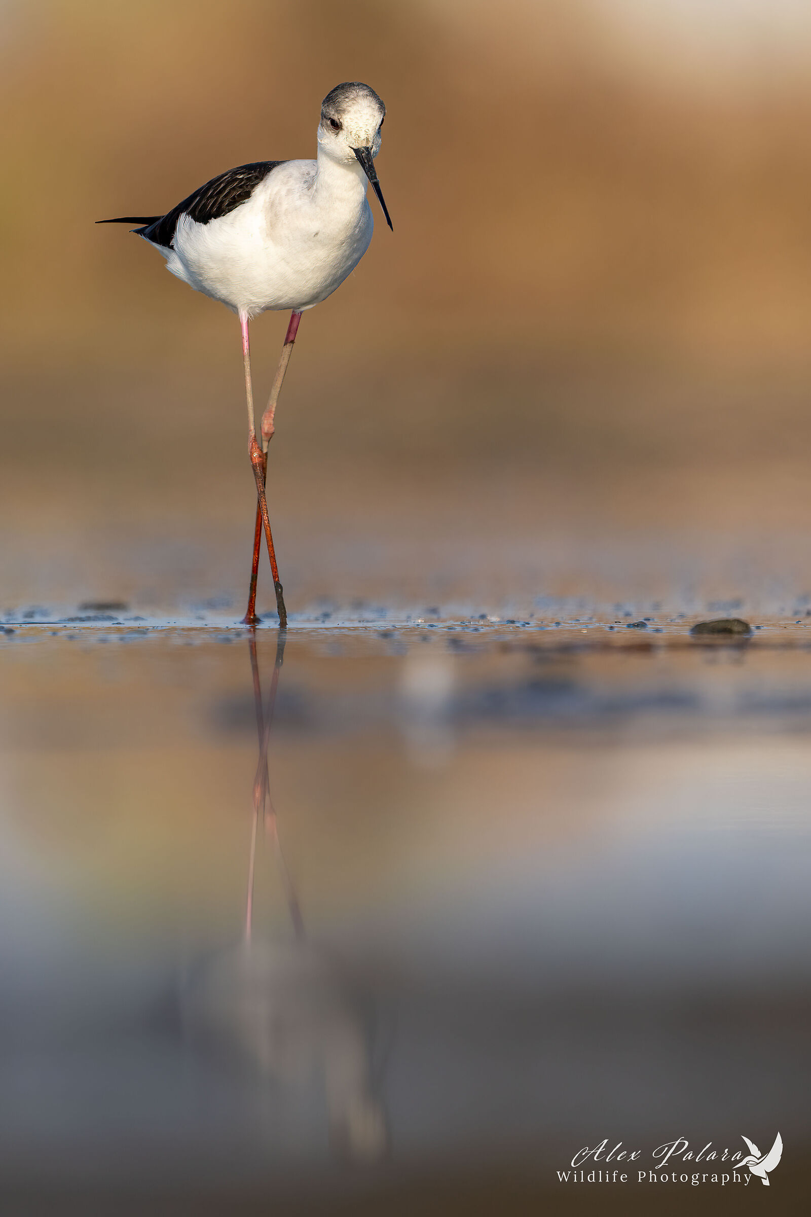 Cavaliere al tramonto