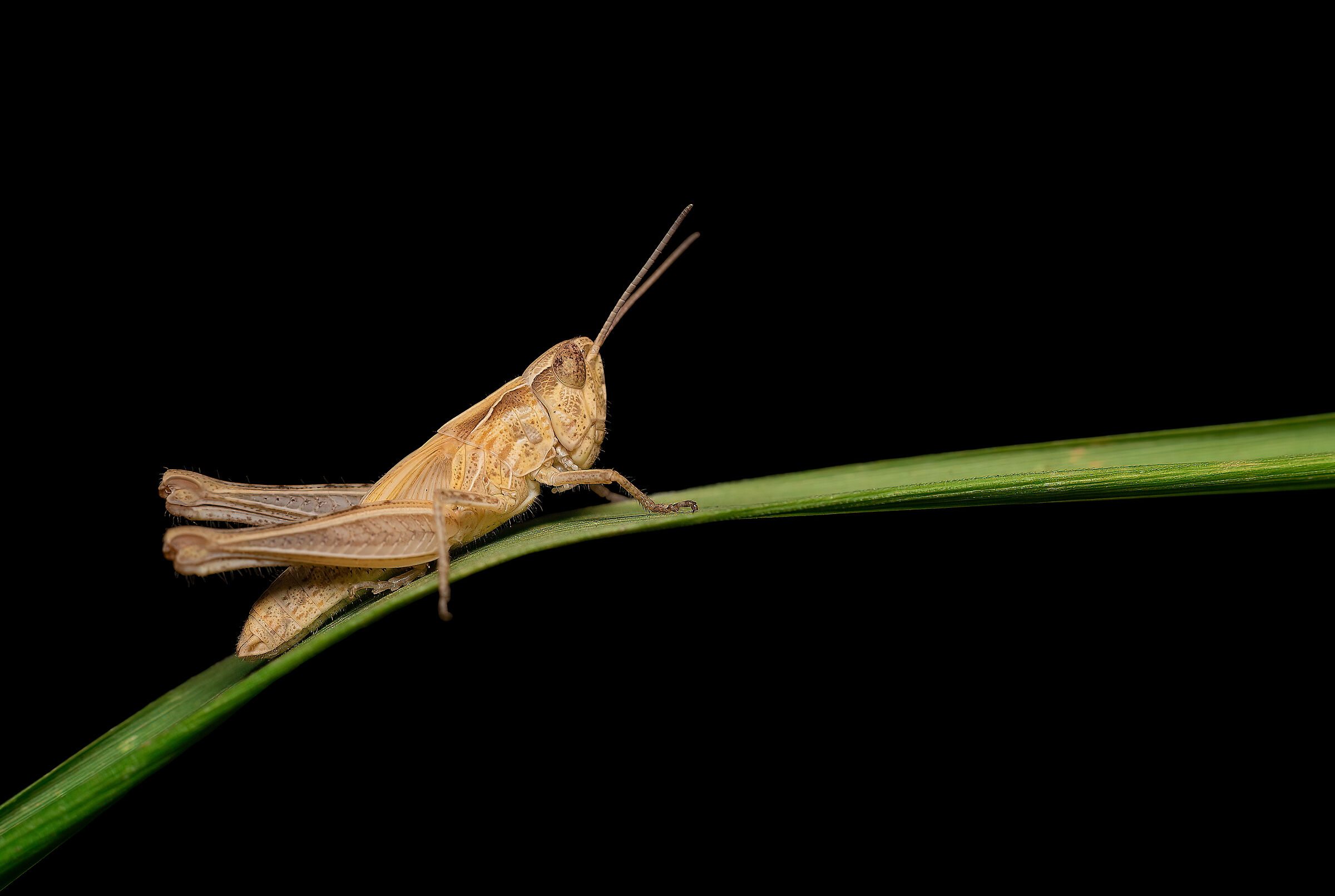 Chorthippus brunneus