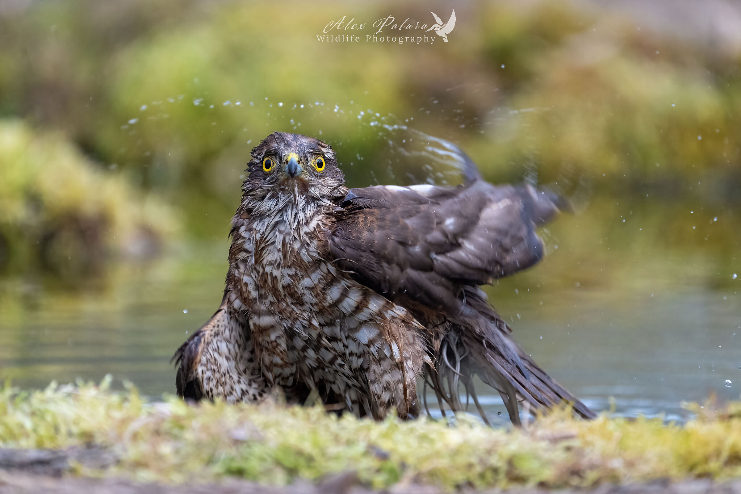 Male sparrowhawk at the bathroom