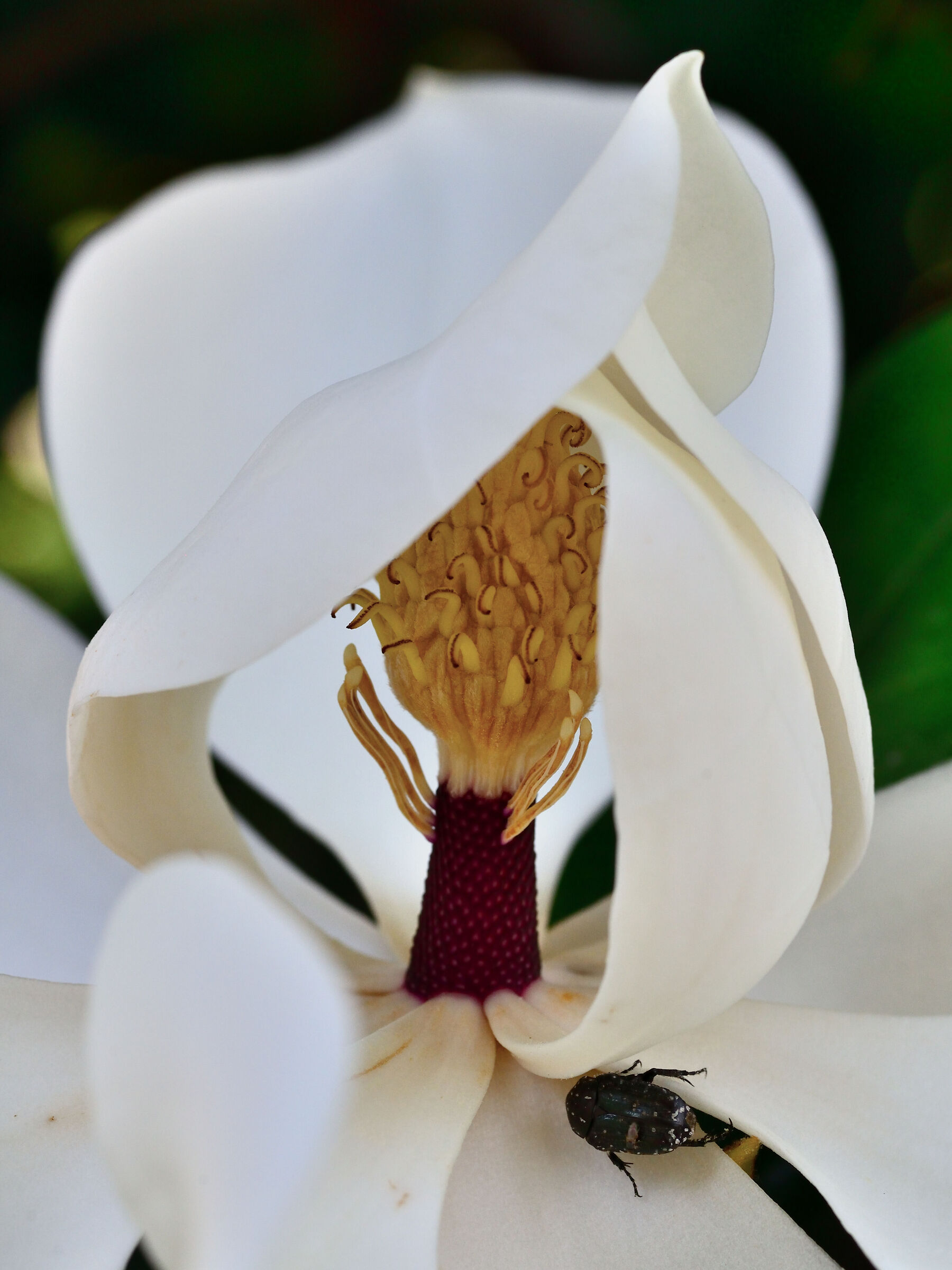 Fiore di magnolia con ospite