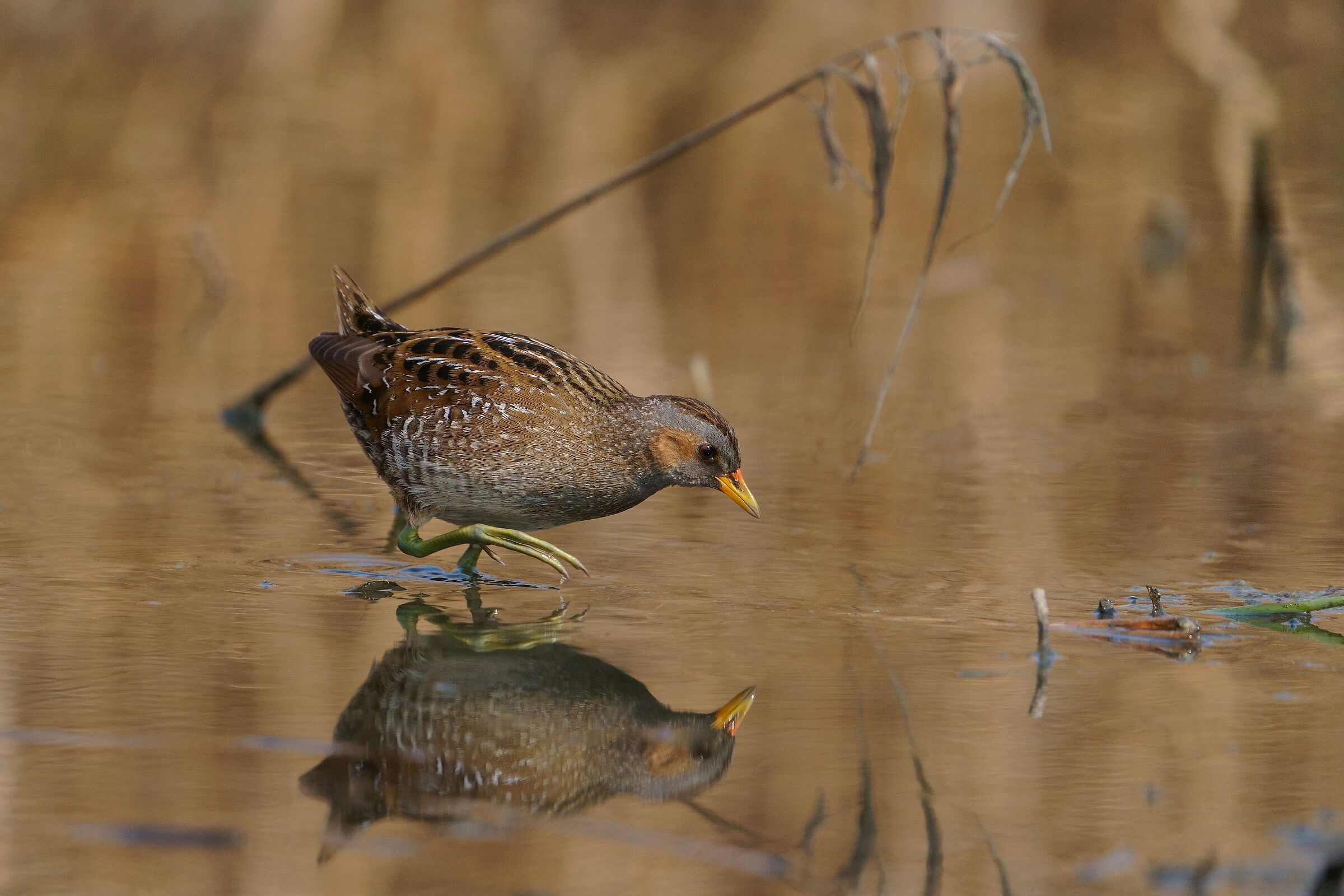 Spotted crake