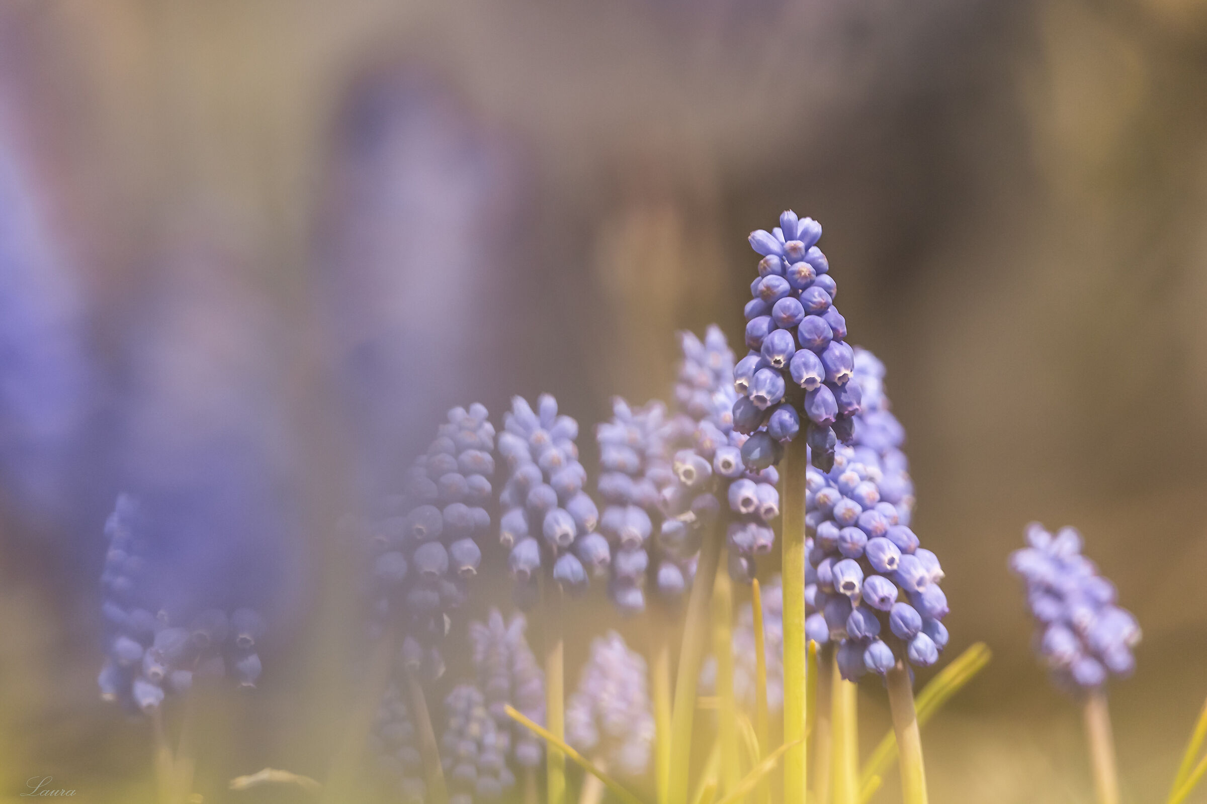 Among the muscari