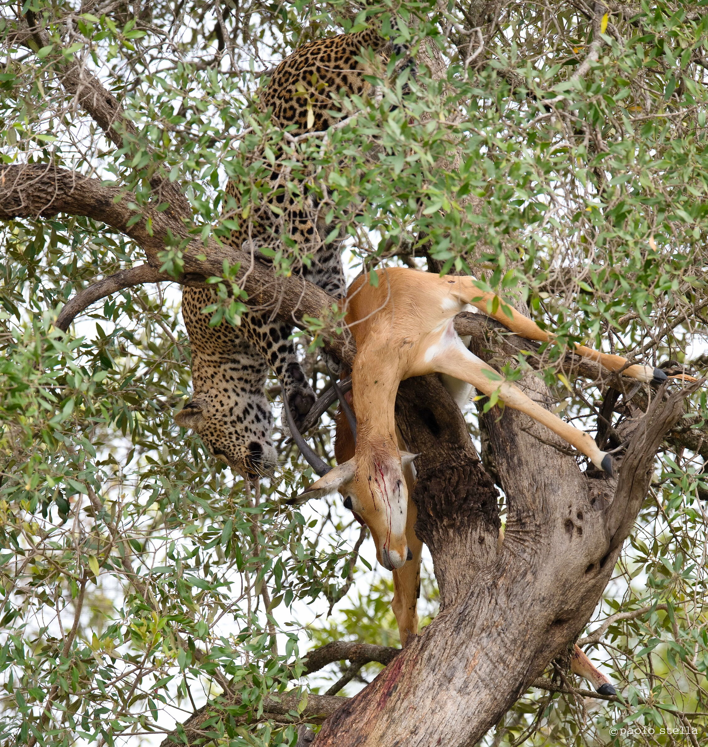 the fresh prey of the leopard
