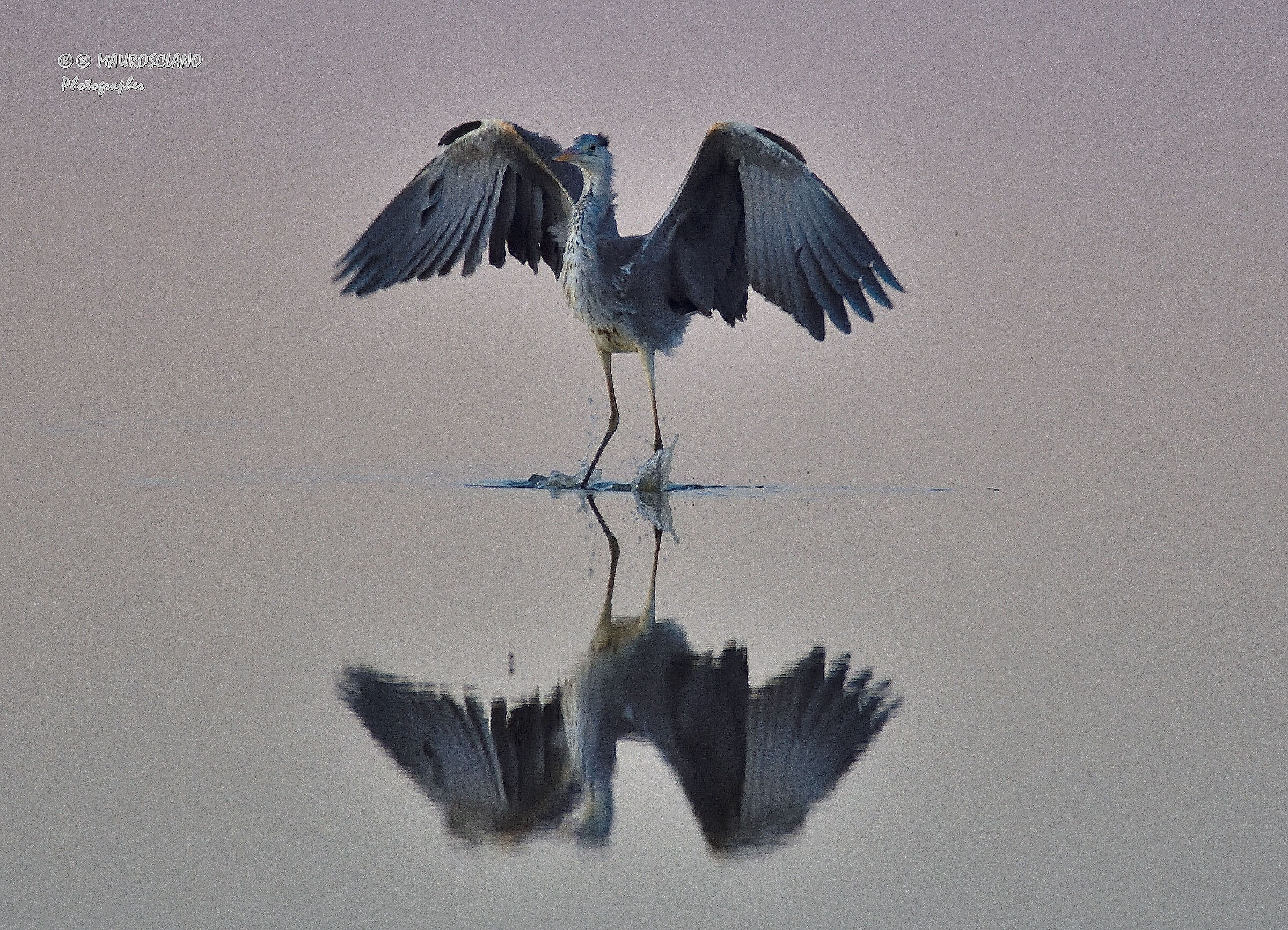 Grey heron