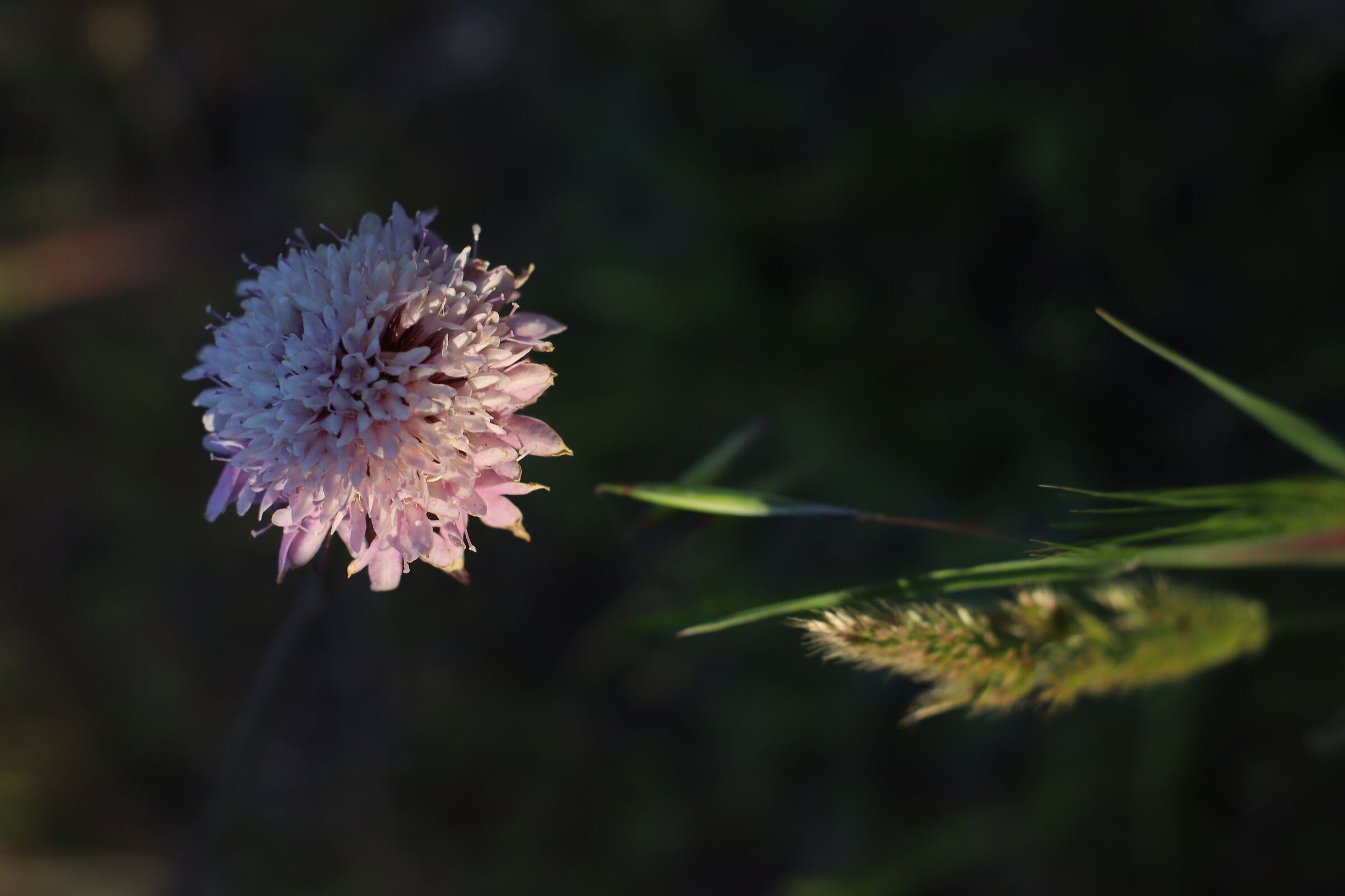 Flowers and Plants