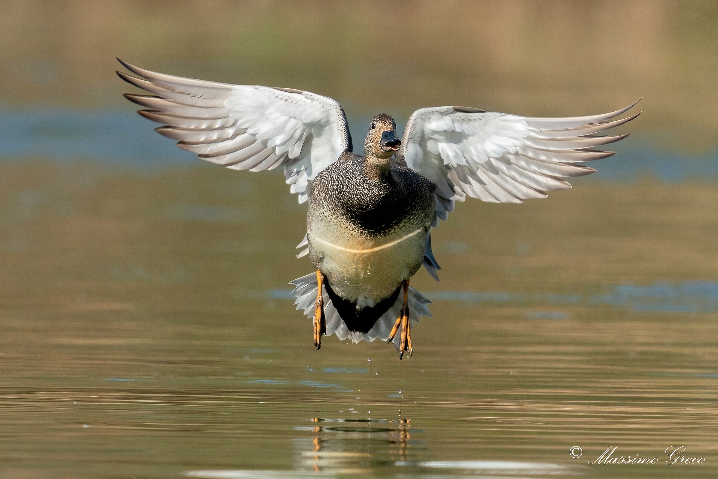 Canapiglia (Mareca strepera)