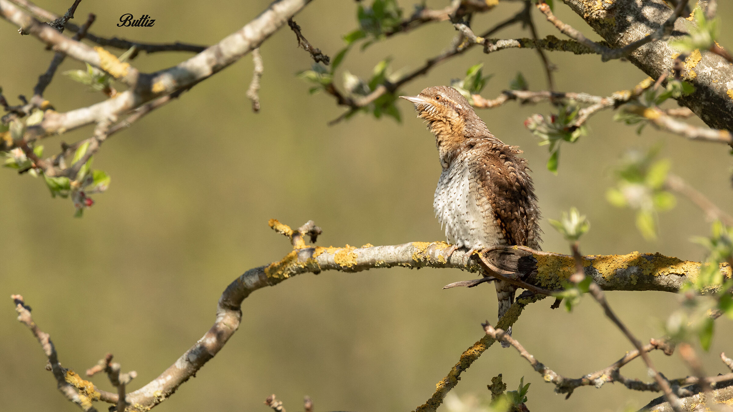 Wryneck