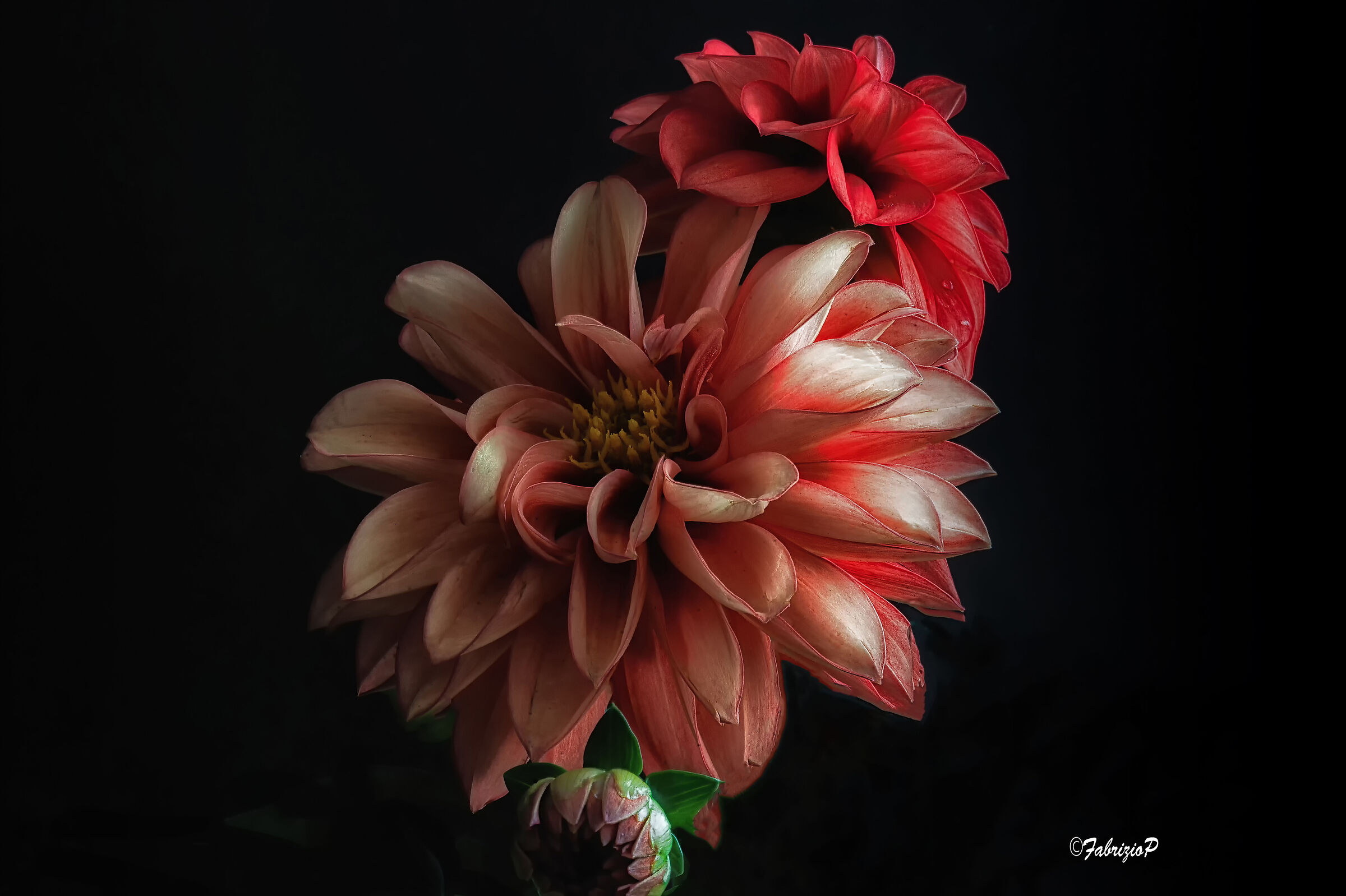 The elegance of the dahlia