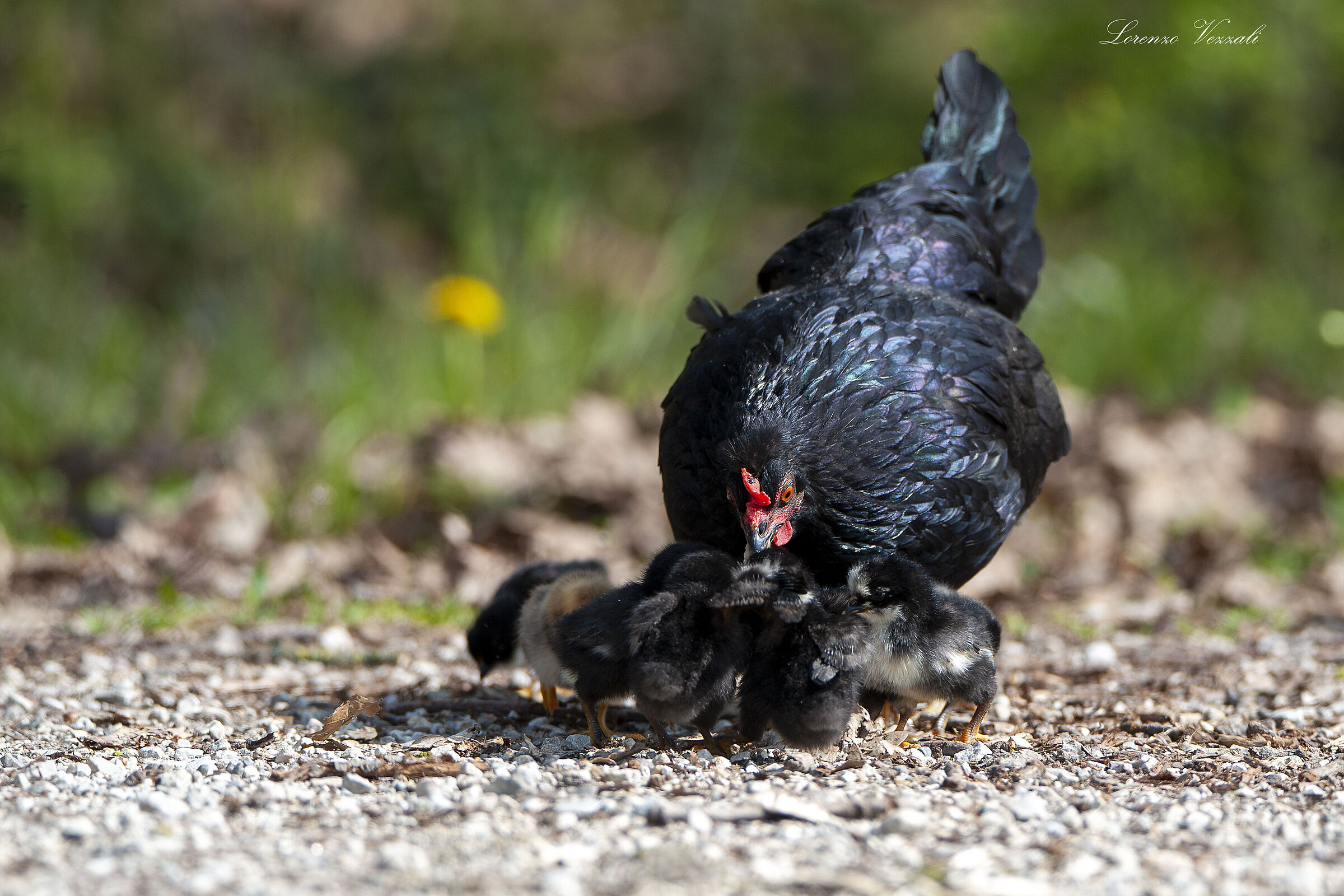 Gallina selvatica con pulcini