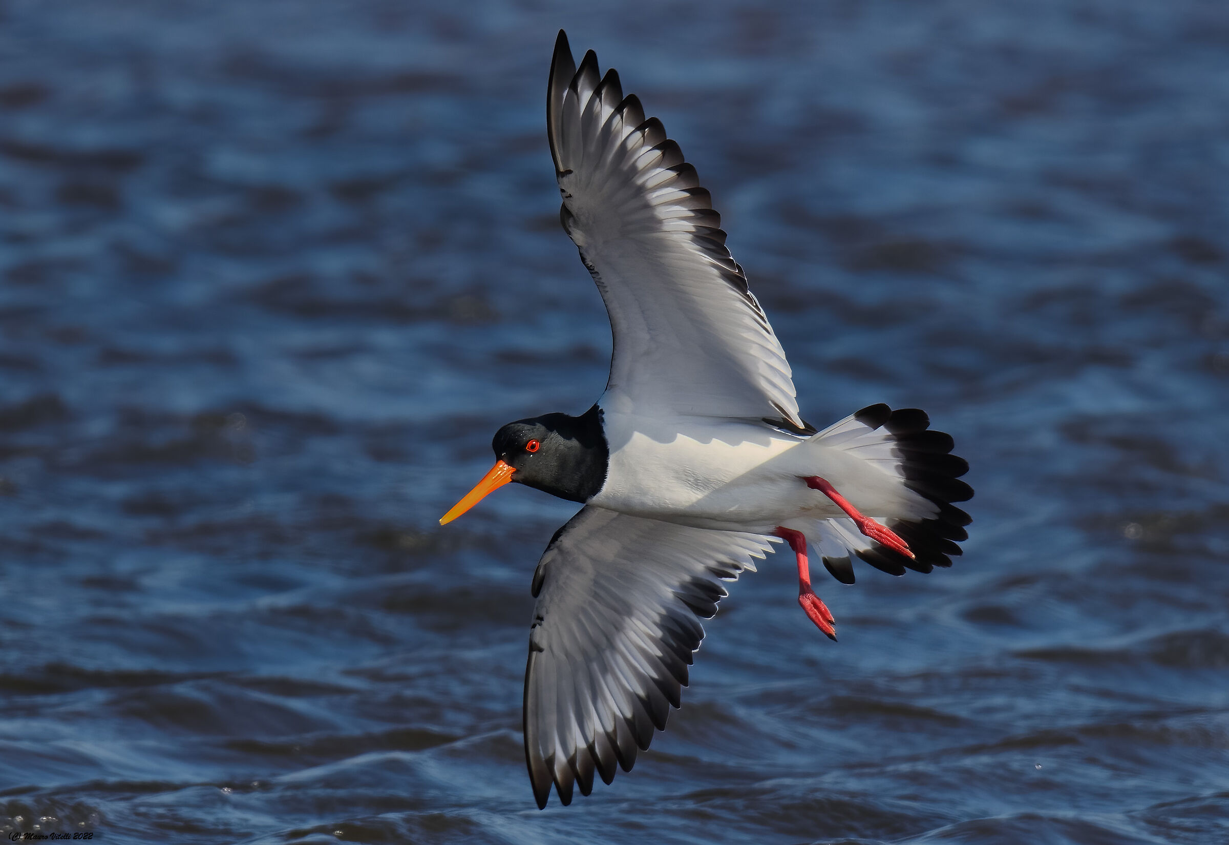 Sea woodcock (Haematopus ostralegus)