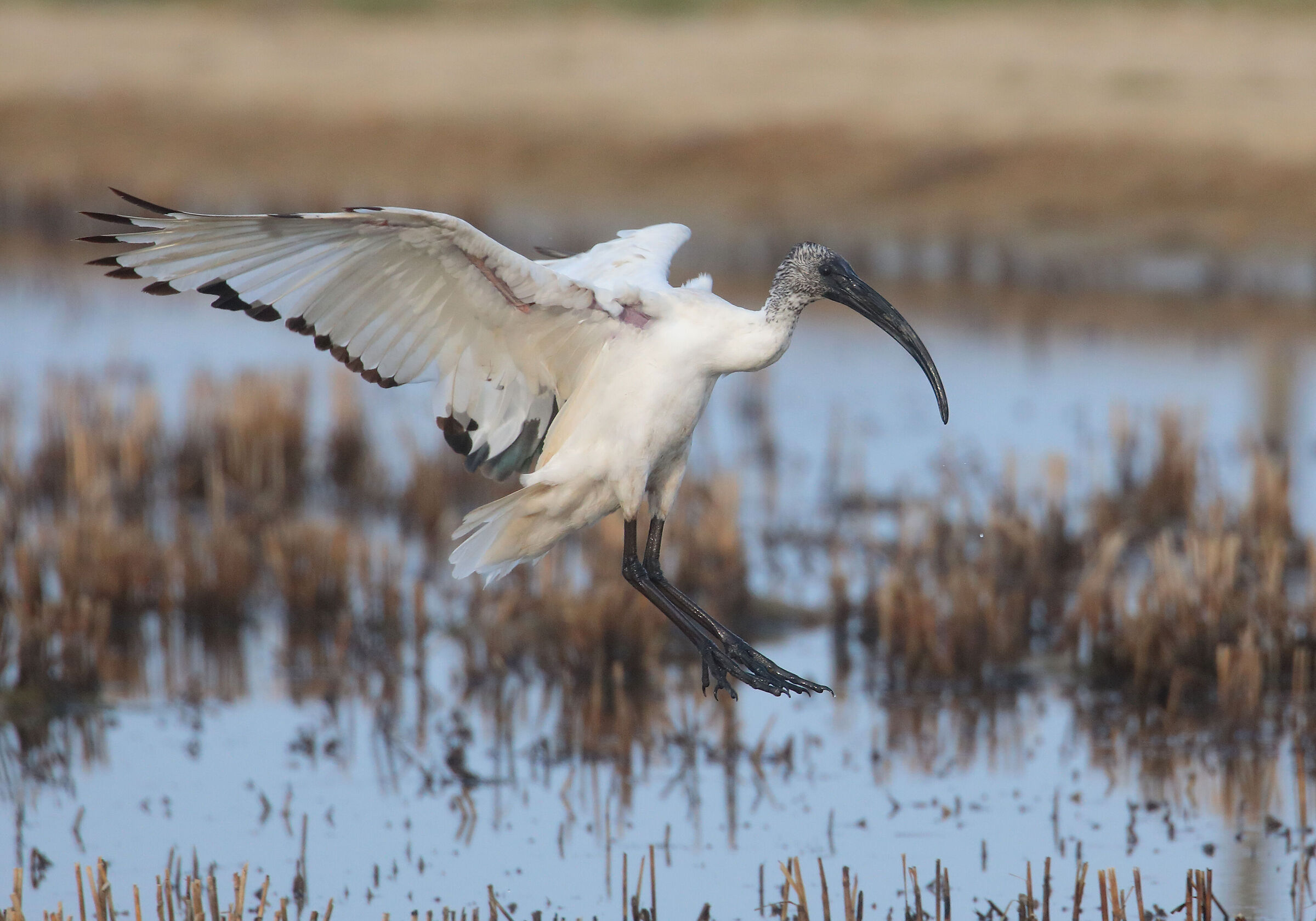 ibis sacro atterraggio.