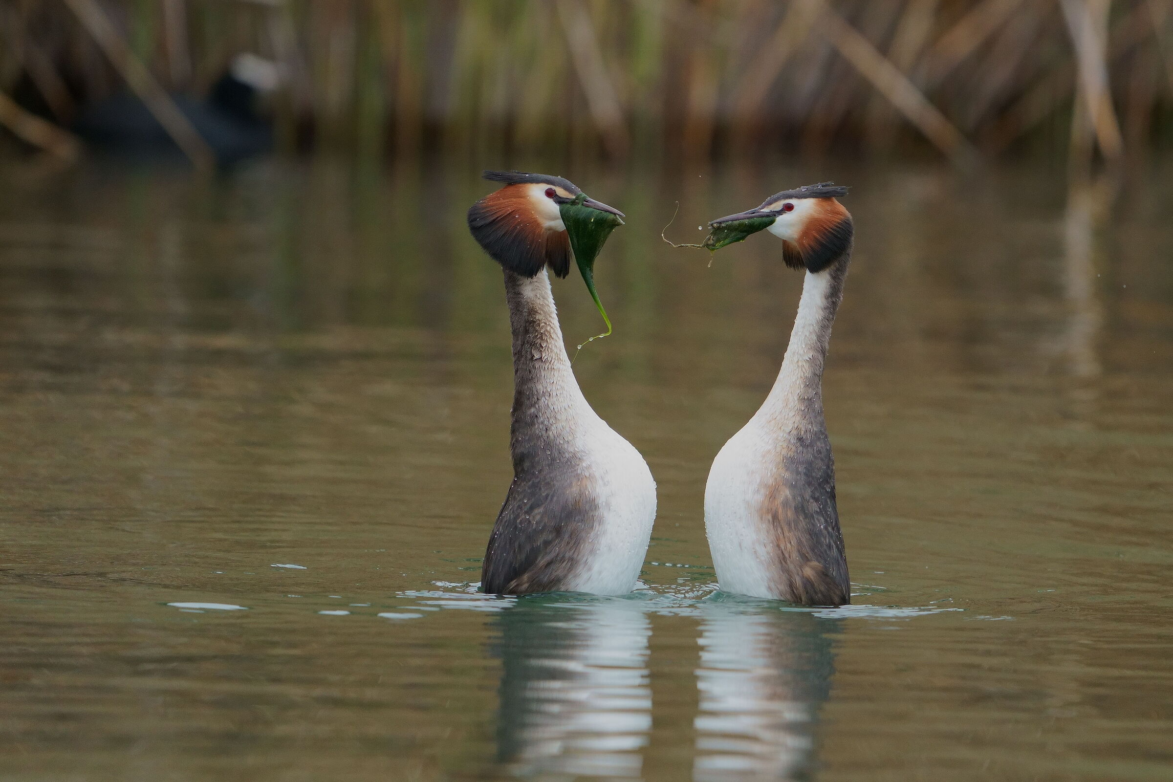 Great crested grebe