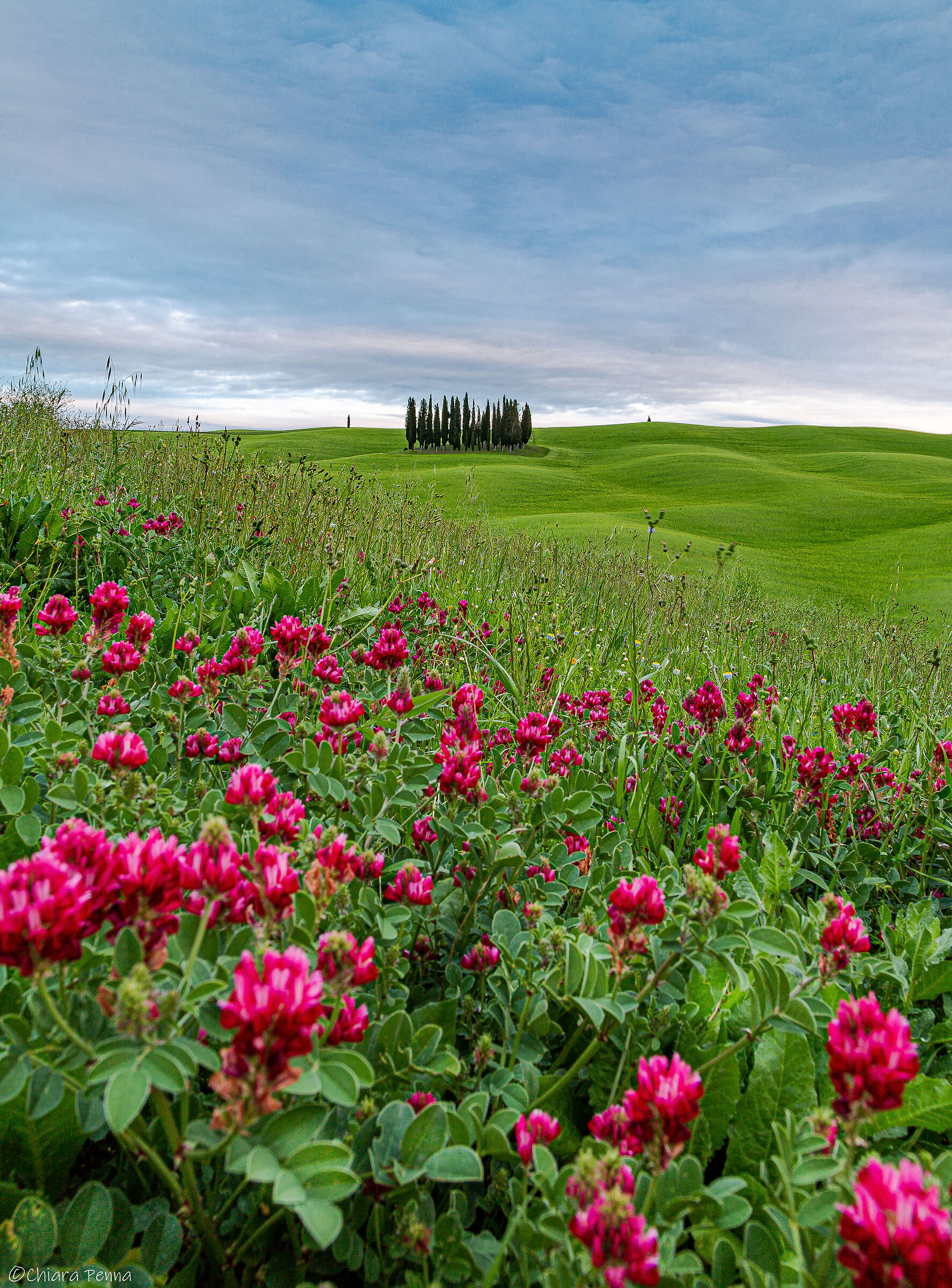 Colline e cipressi in Val d'Orcia