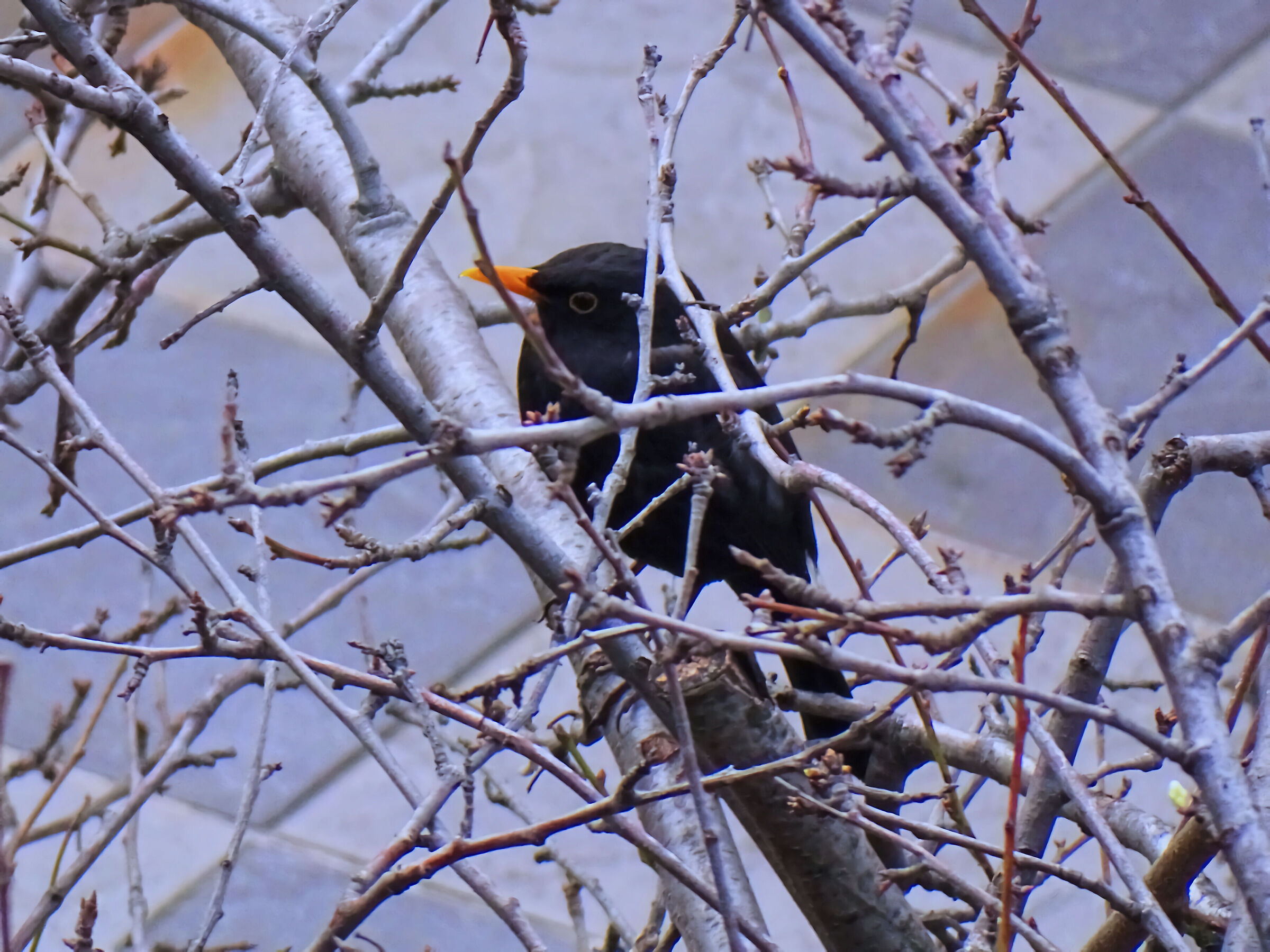 Blackbird - 50X crop.1,43