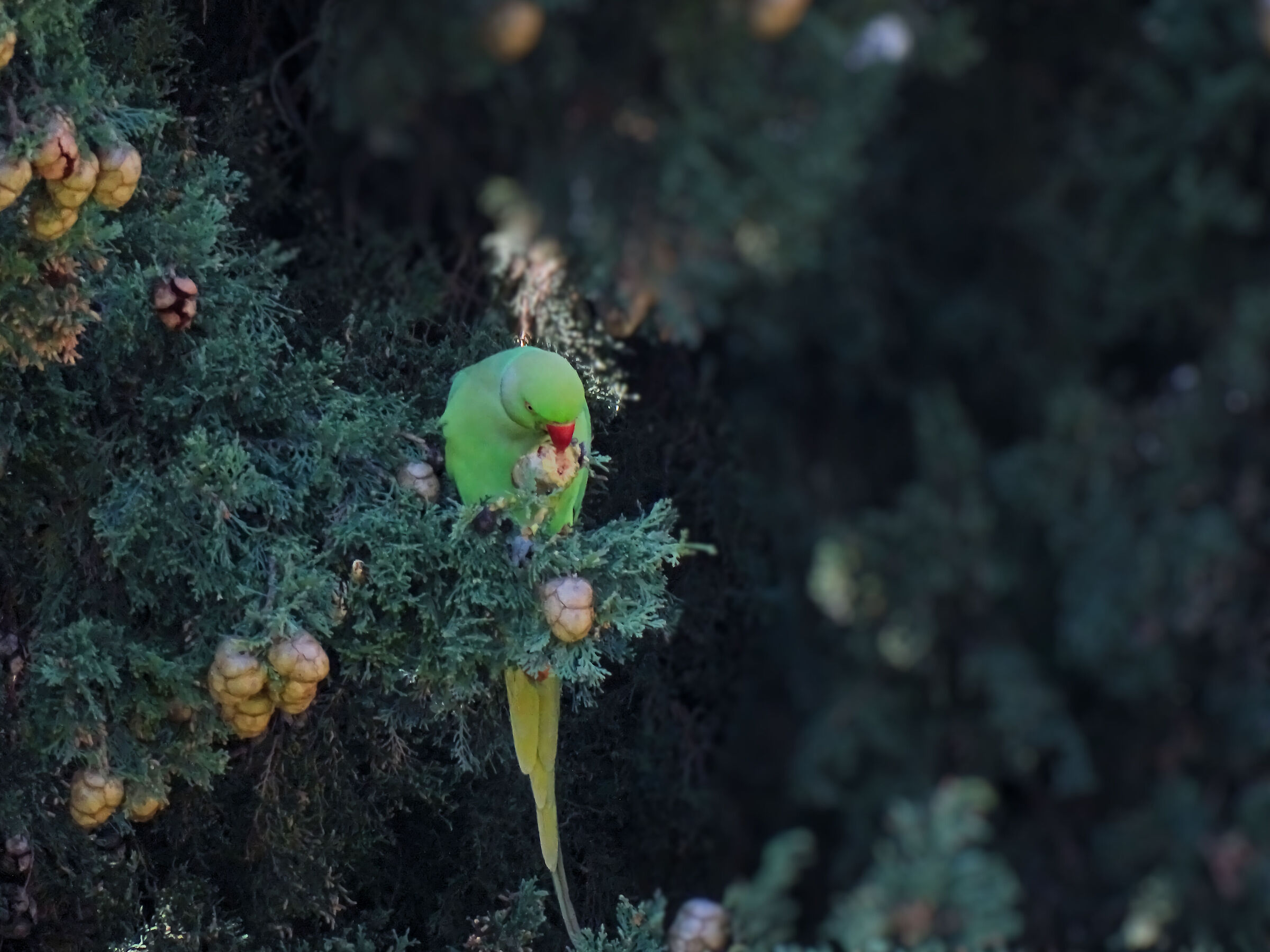 Parakeet - 50X crop.1,21