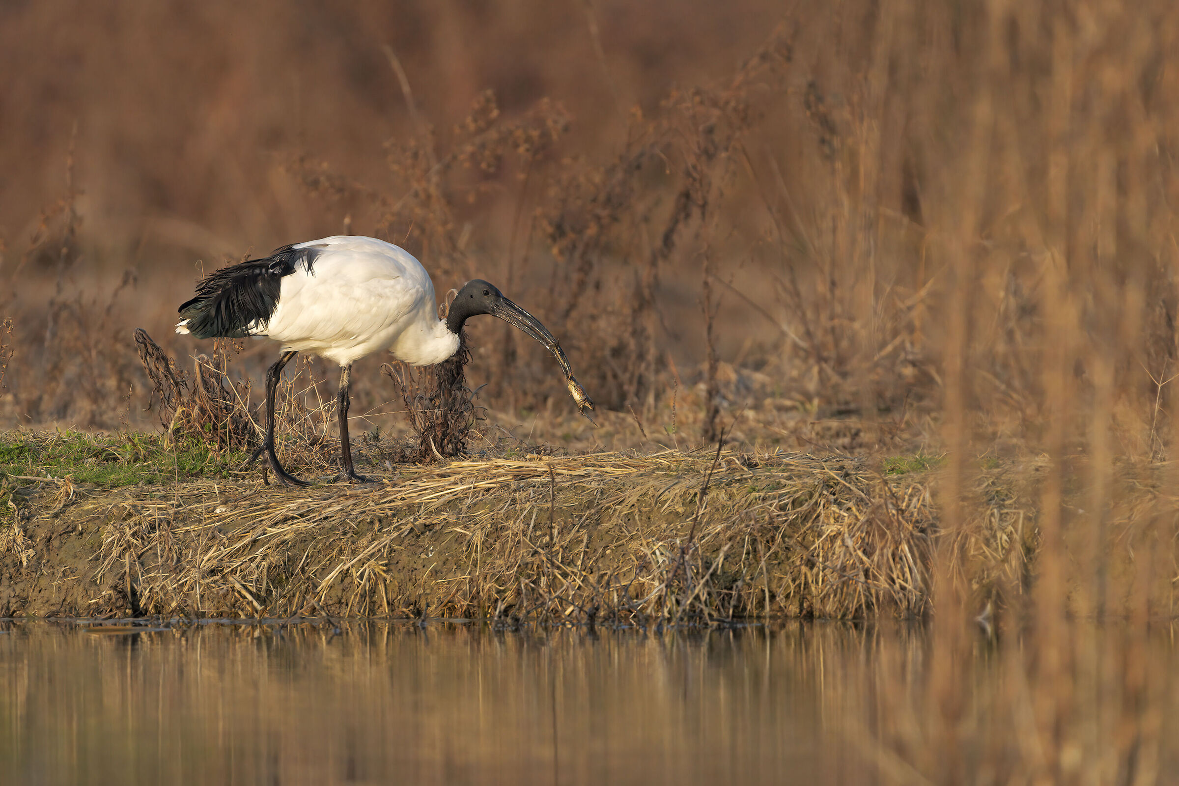 L'Ibis e la Rana.