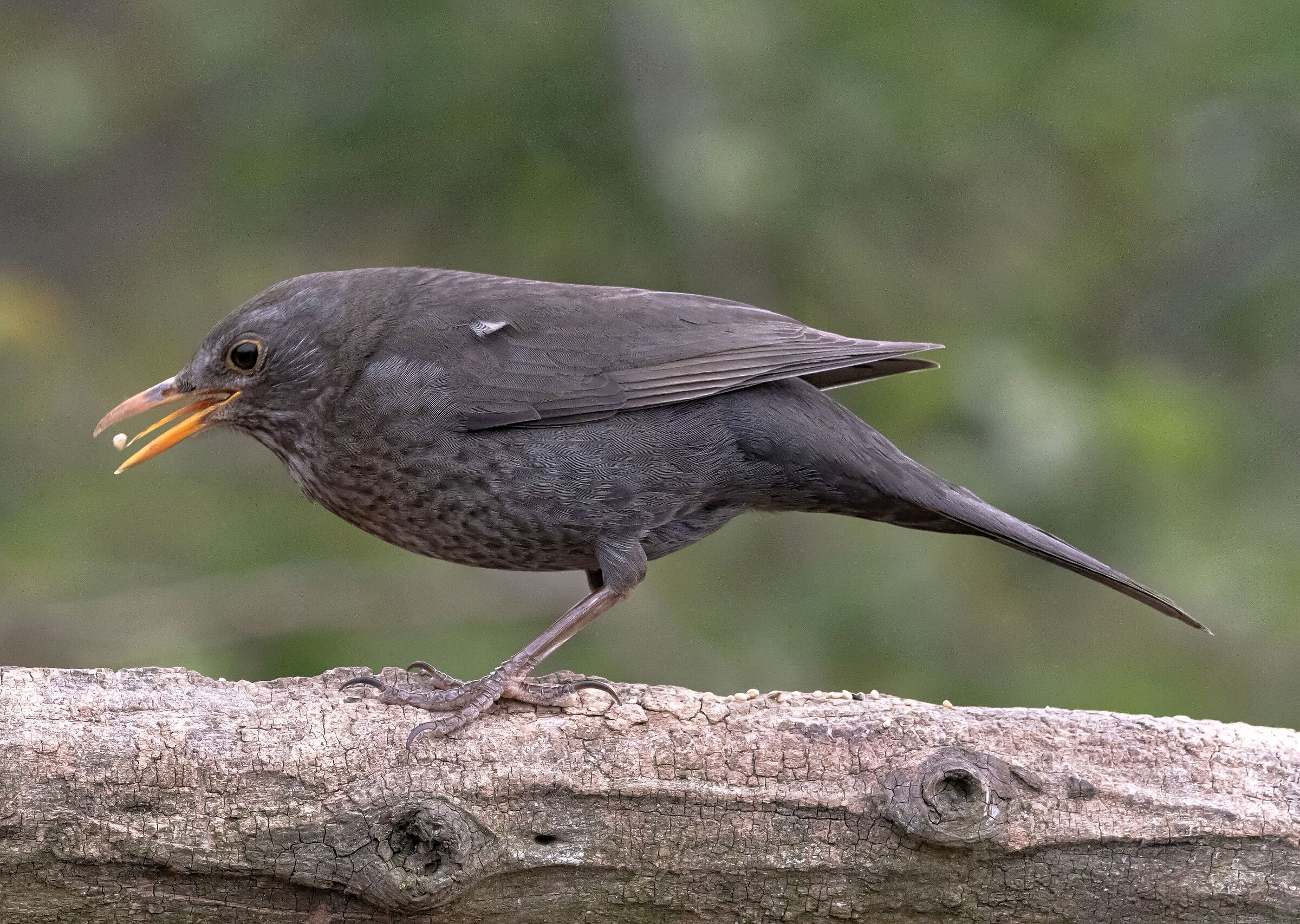 Female blackbird on manger Oasi Lipu 7/04/2022