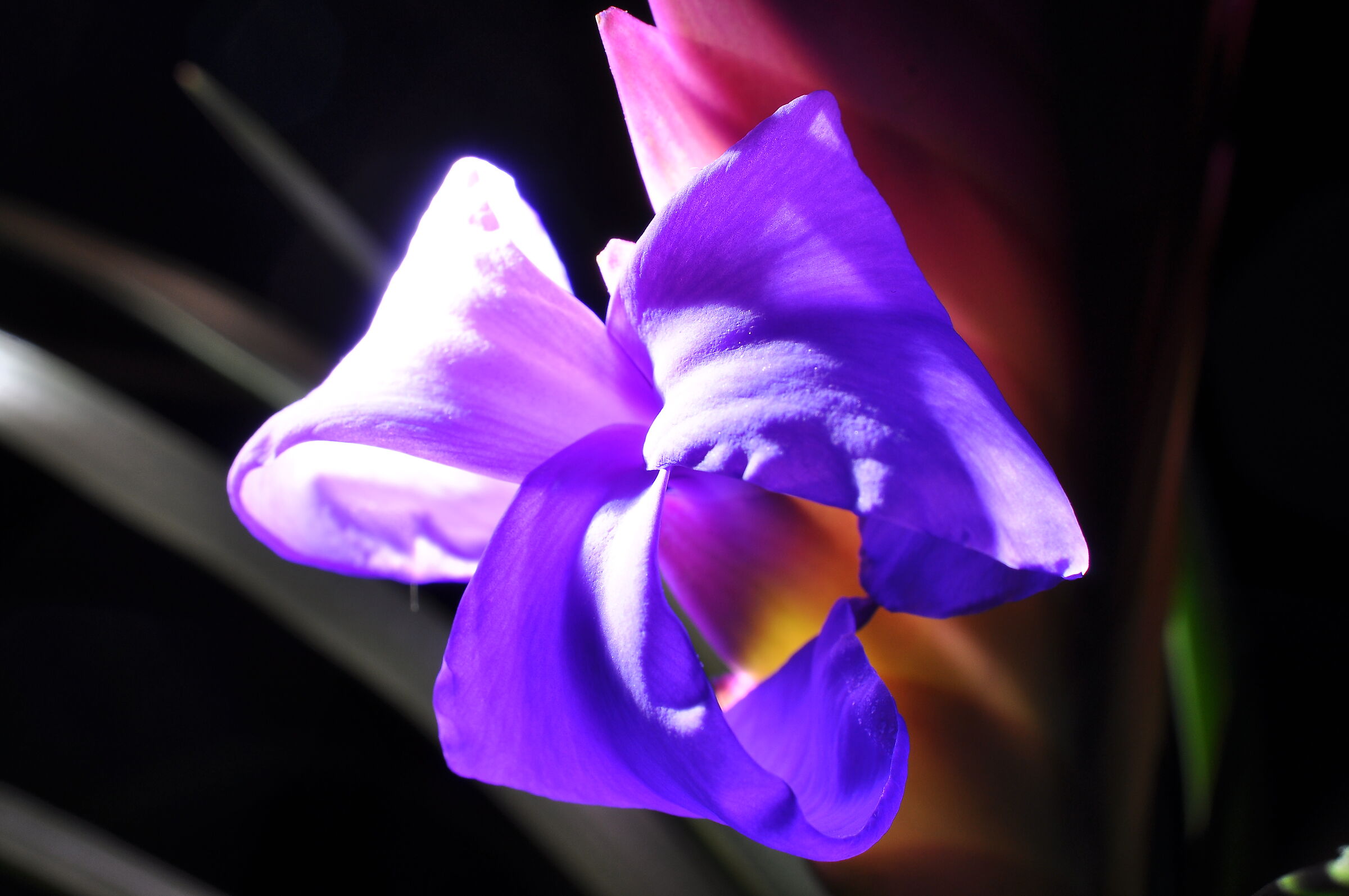 Tillandsia cyanea