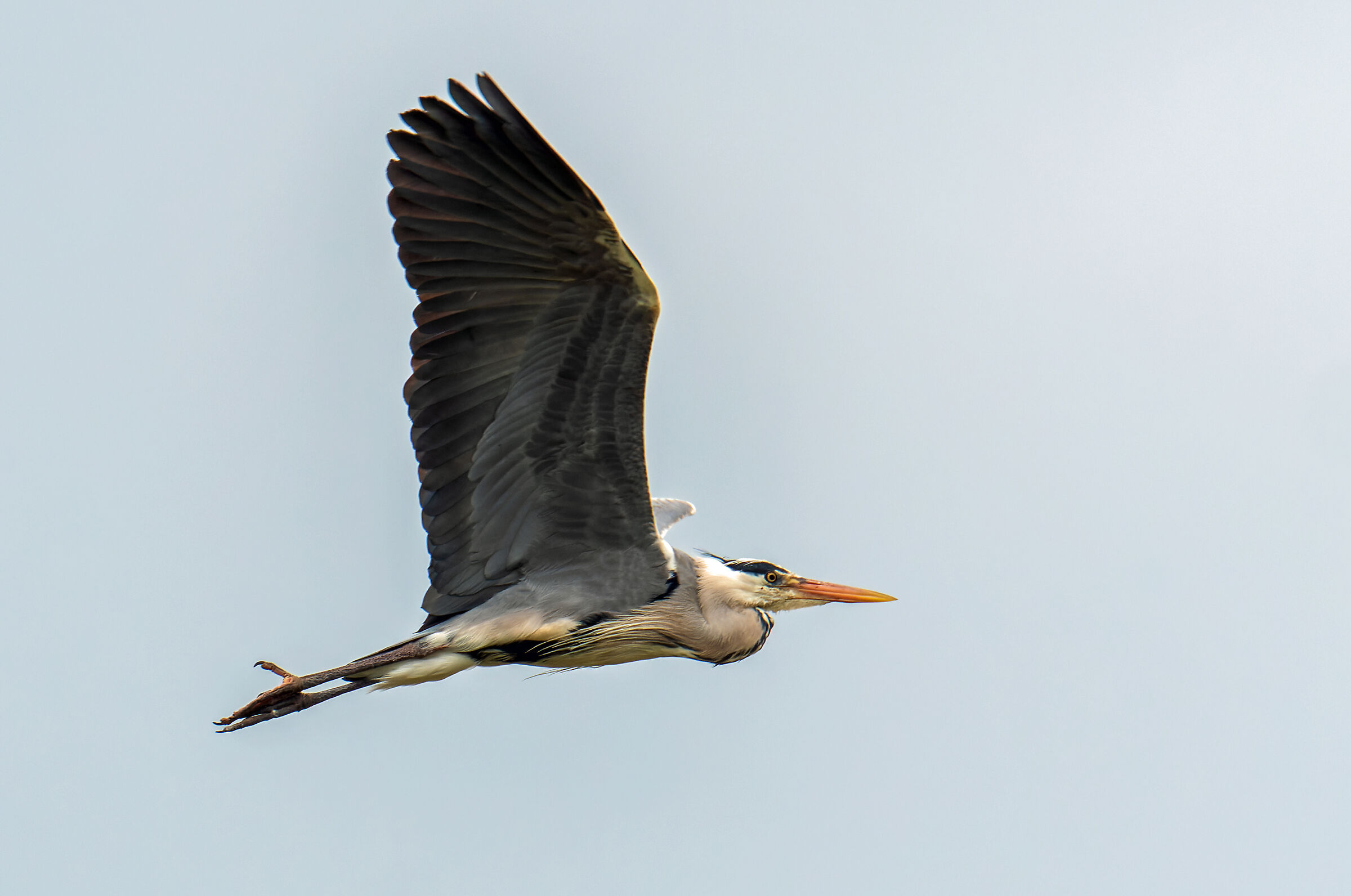 Heron in flight